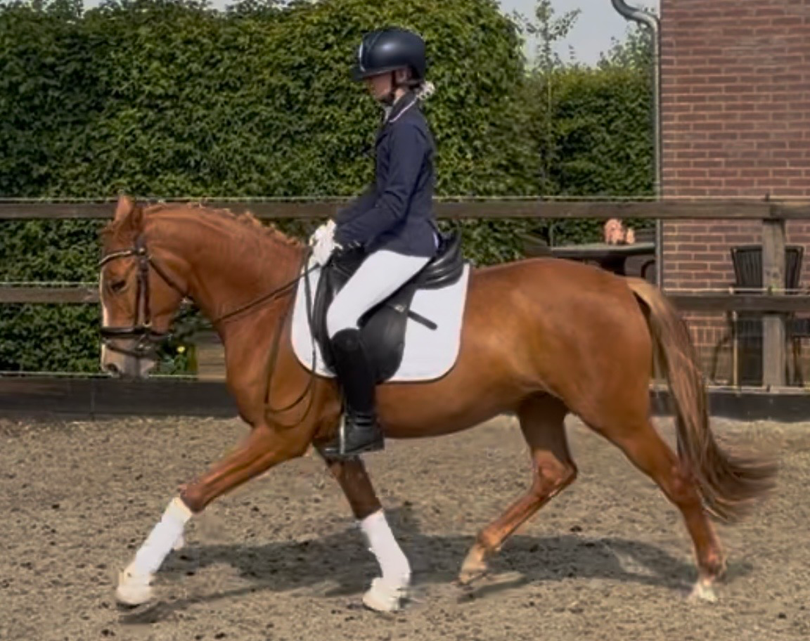 Super cool German C-pony with talent