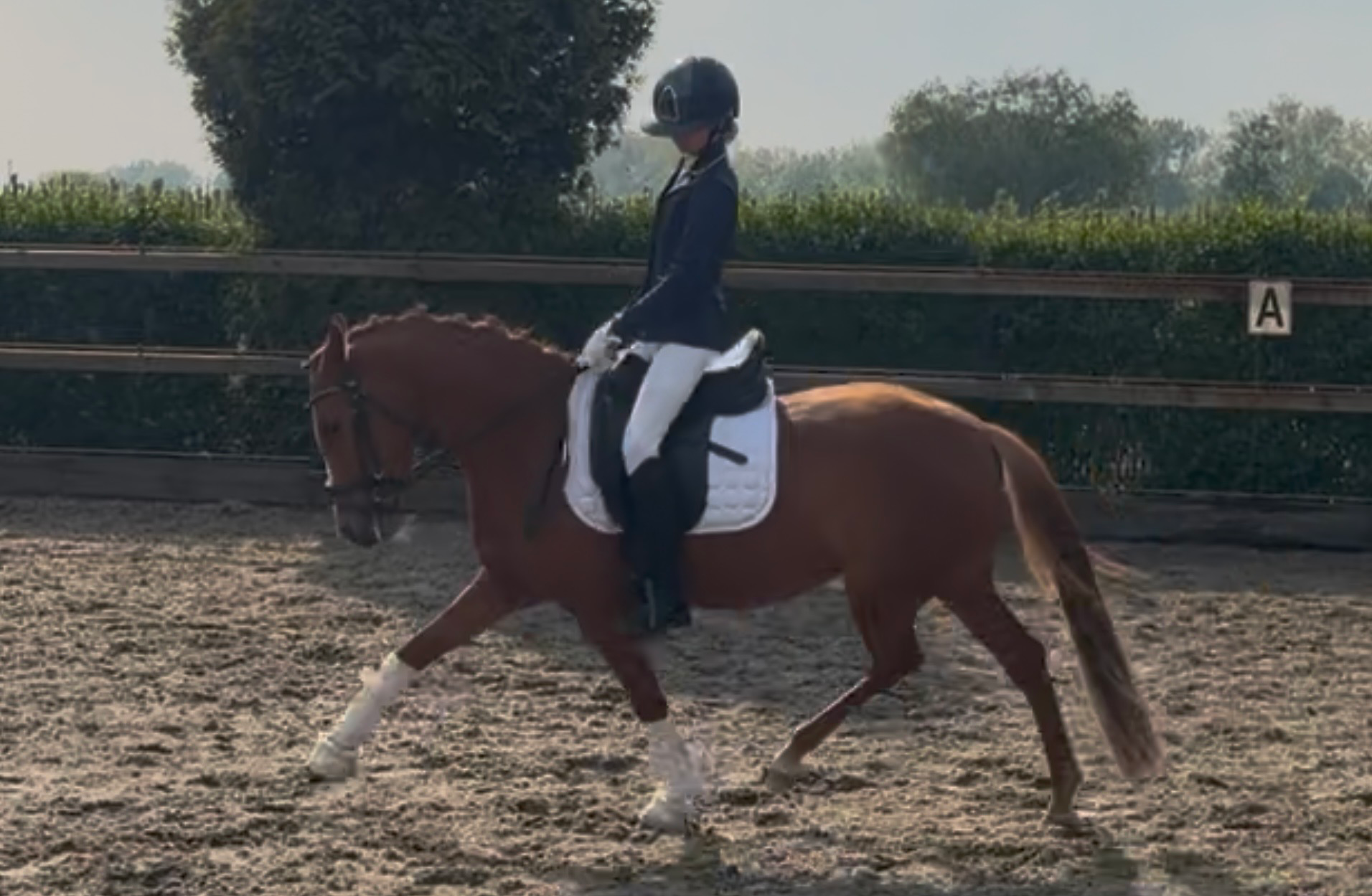 duitse-rijpony dressuurpony merrie 3 anni vos in vendita - Foto 3