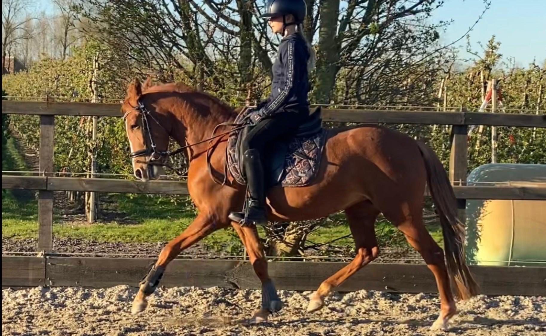 duitse-rijpony dressuurpony merrie 3 anni vos in vendita - Foto 4