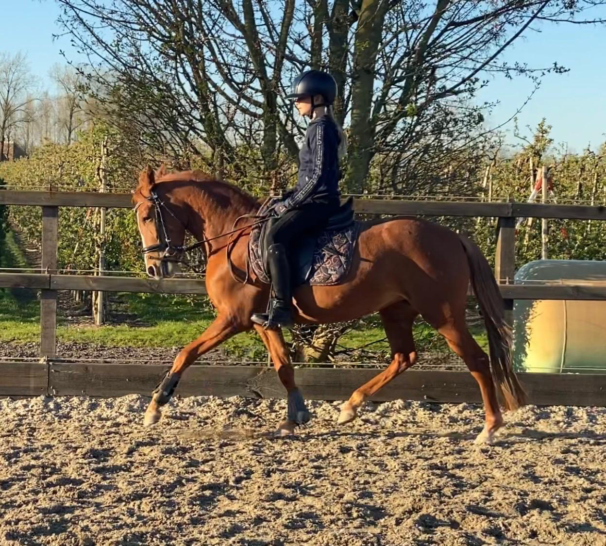 duitse-rijpony dressuurpony merrie 3 anni vos in vendita - Foto 6