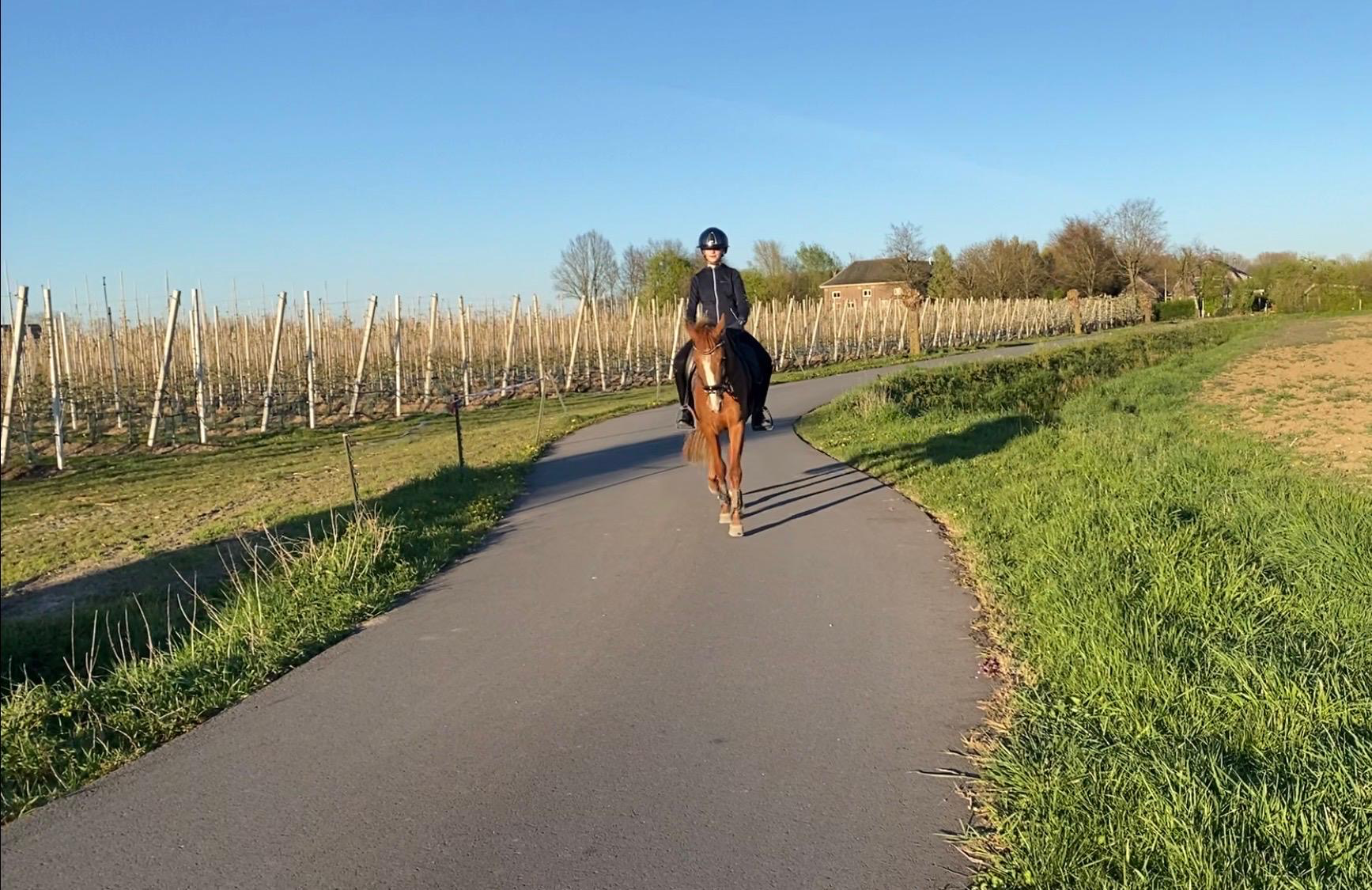 duitse-rijpony dressuurpony merrie 3 anni vos in vendita - Foto 5