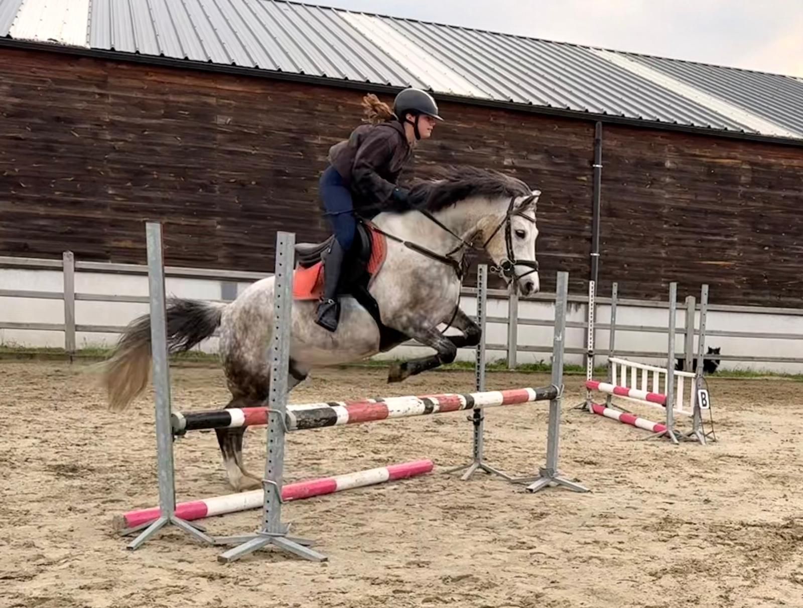 allrounder ruin 8 years old schimmel for sale - Photo 3