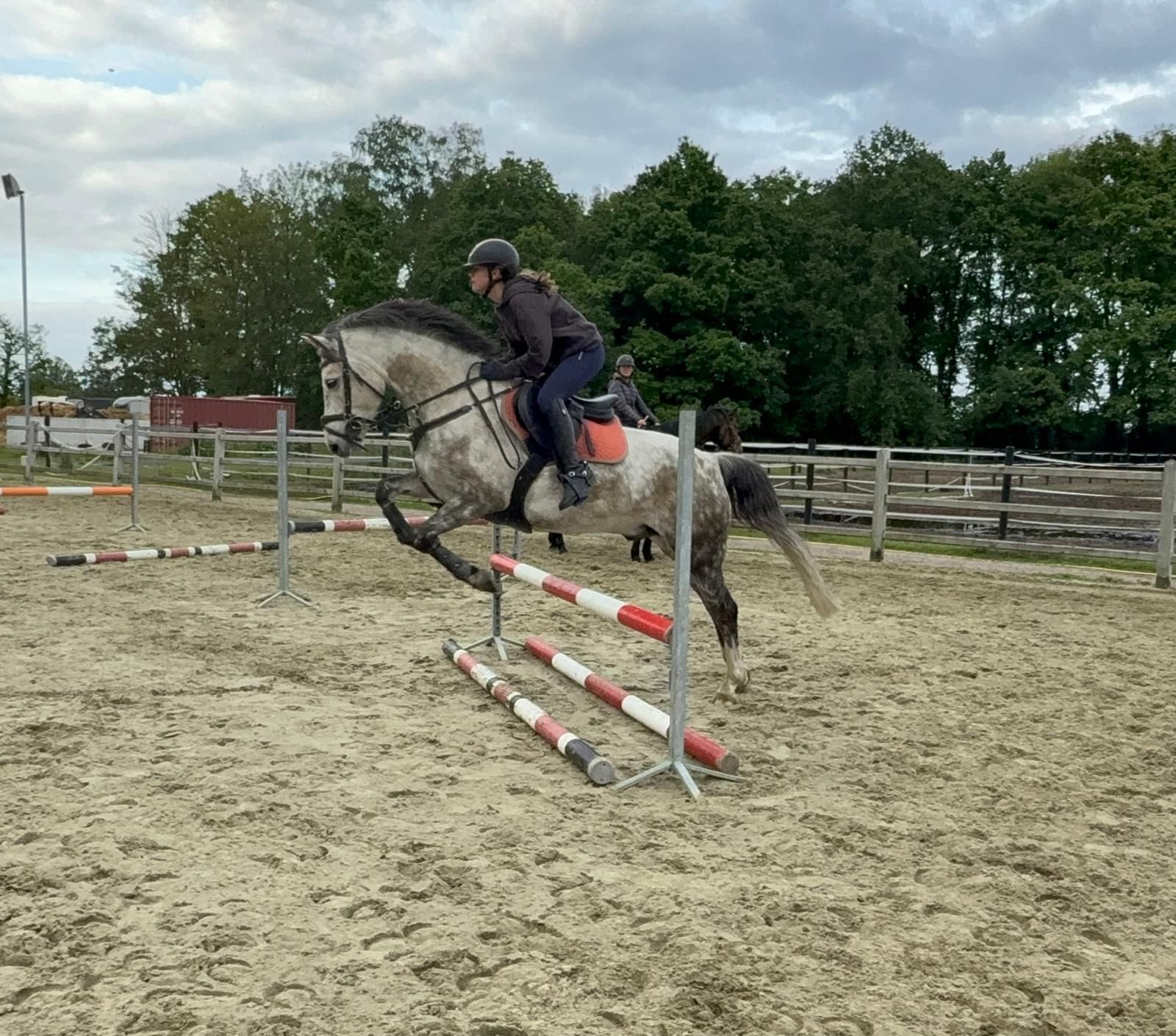 allrounder ruin 8 years old schimmel for sale - Photo 4