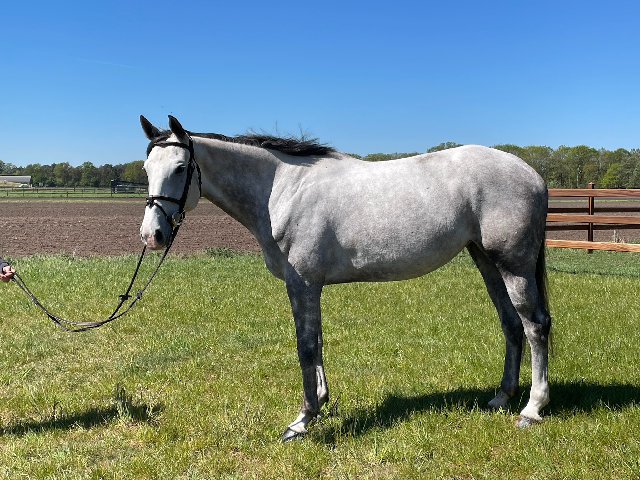zangersheide springpaard merrie 6 years old schimmel for sale - Main photo
