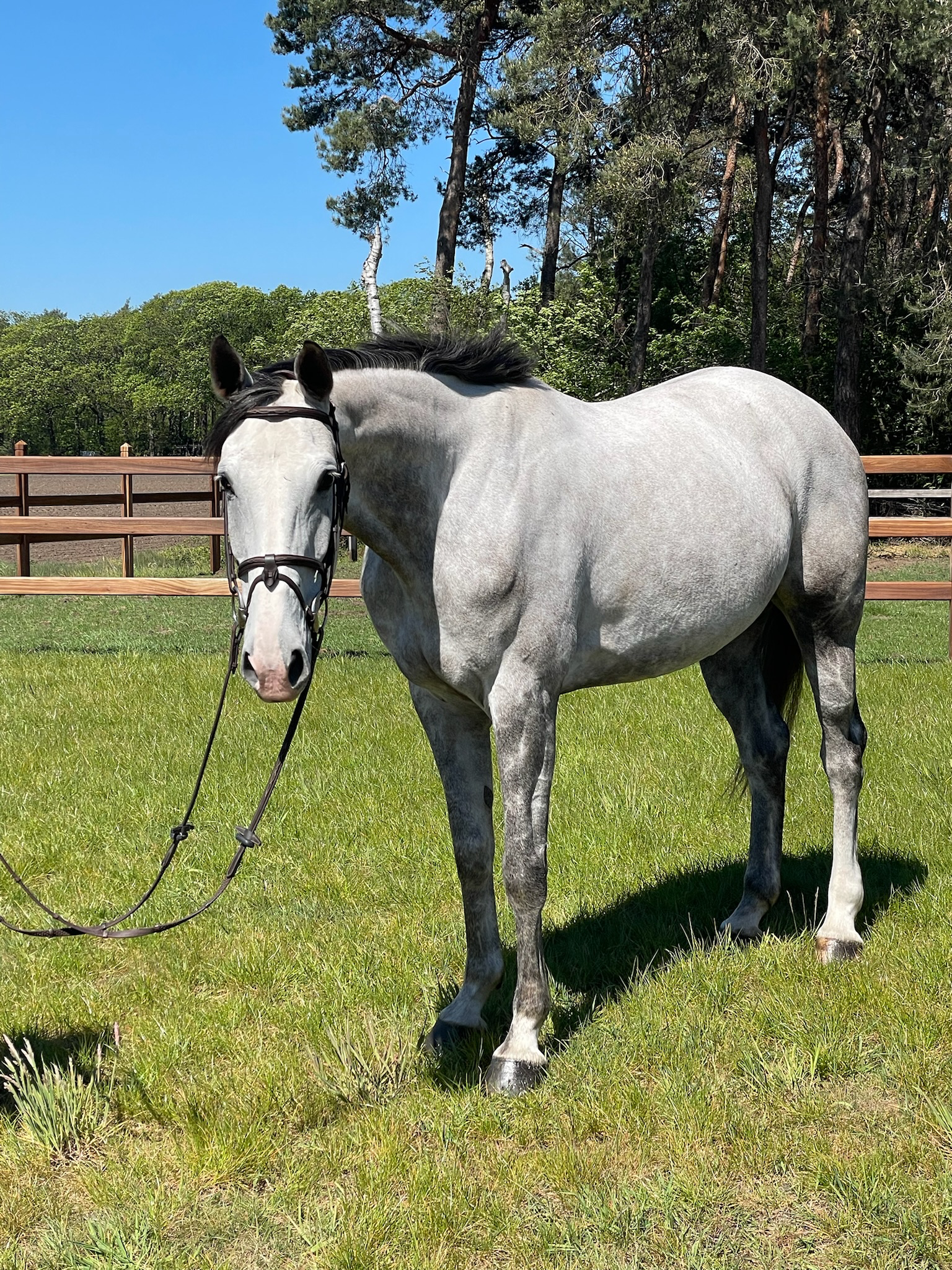 zangersheide springpaard merrie 6 years old schimmel for sale - Photo 2
