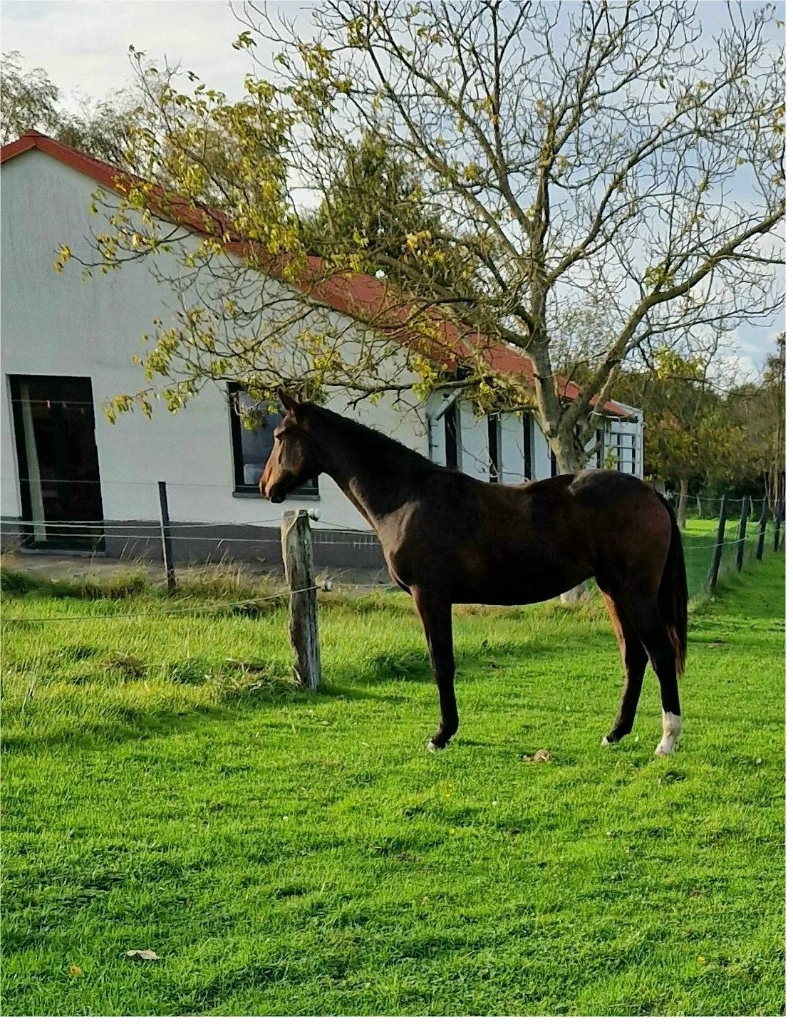 BWP springpaard merrie 2 jaar Donkerbruin te koop - Hoofdfoto