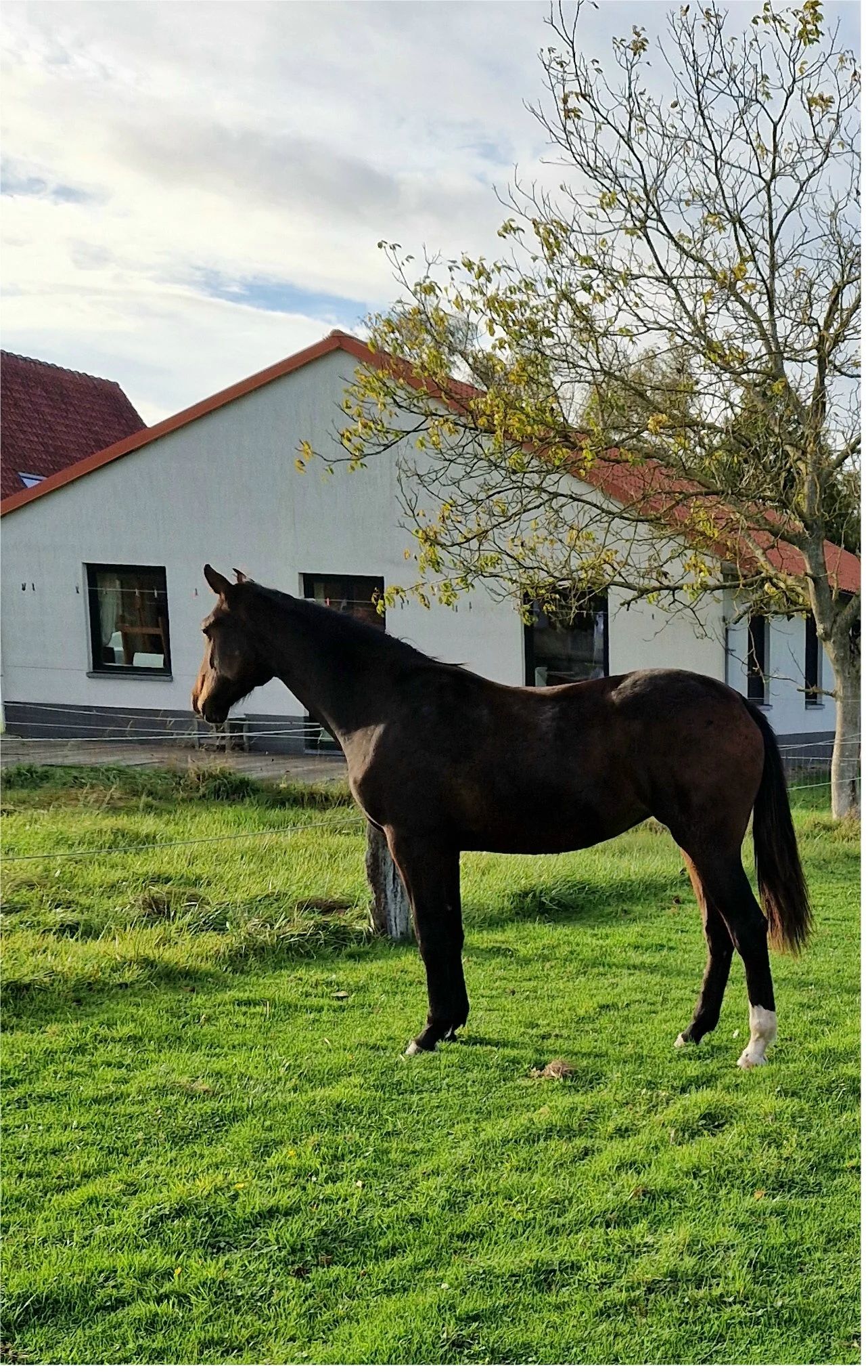 BWP springpaard merrie 2 jaar Donkerbruin te koop - Foto 2