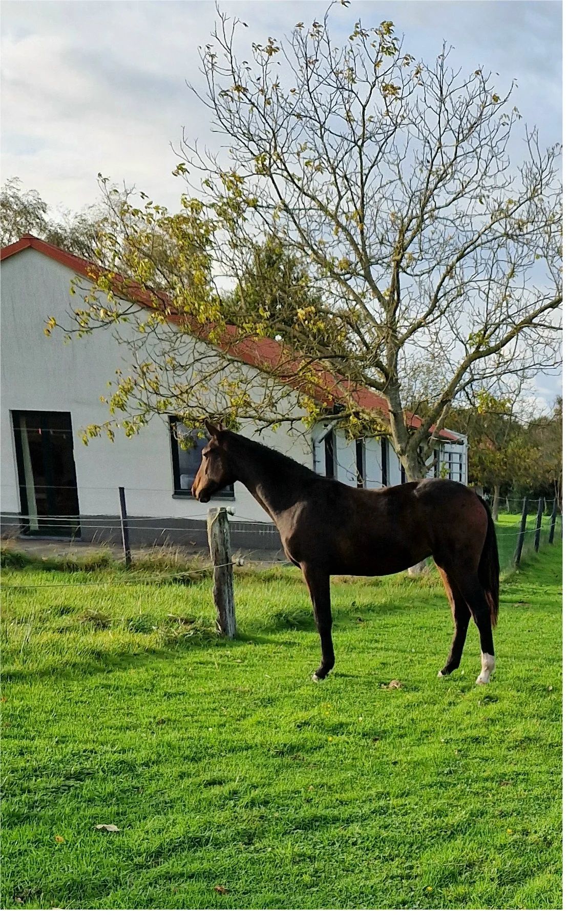 BWP springpaard merrie 2 jaar Donkerbruin te koop - Foto 3