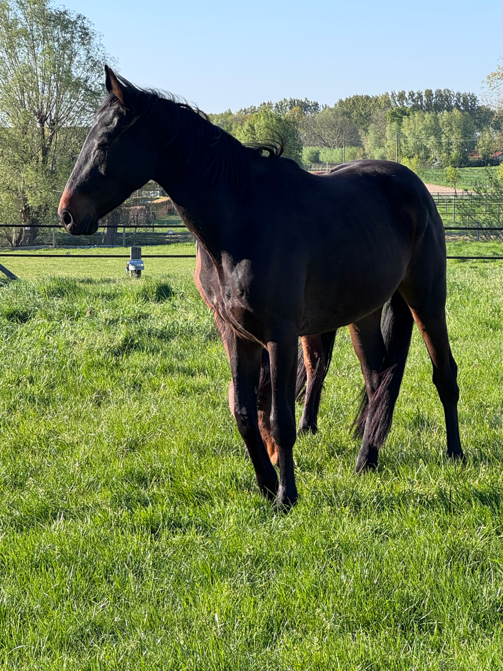 zangersheide springpaard ruin 3 years old zwart for sale - Photo 6