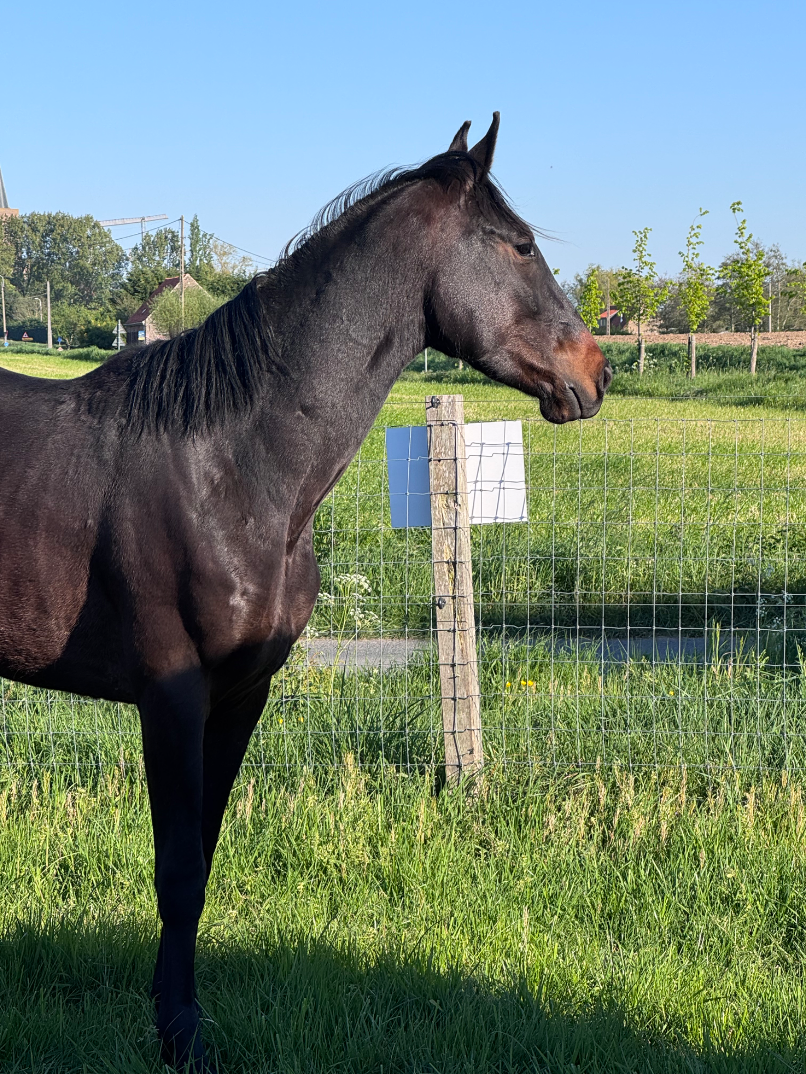zangersheide springpaard ruin 3 years old zwart for sale - Main photo