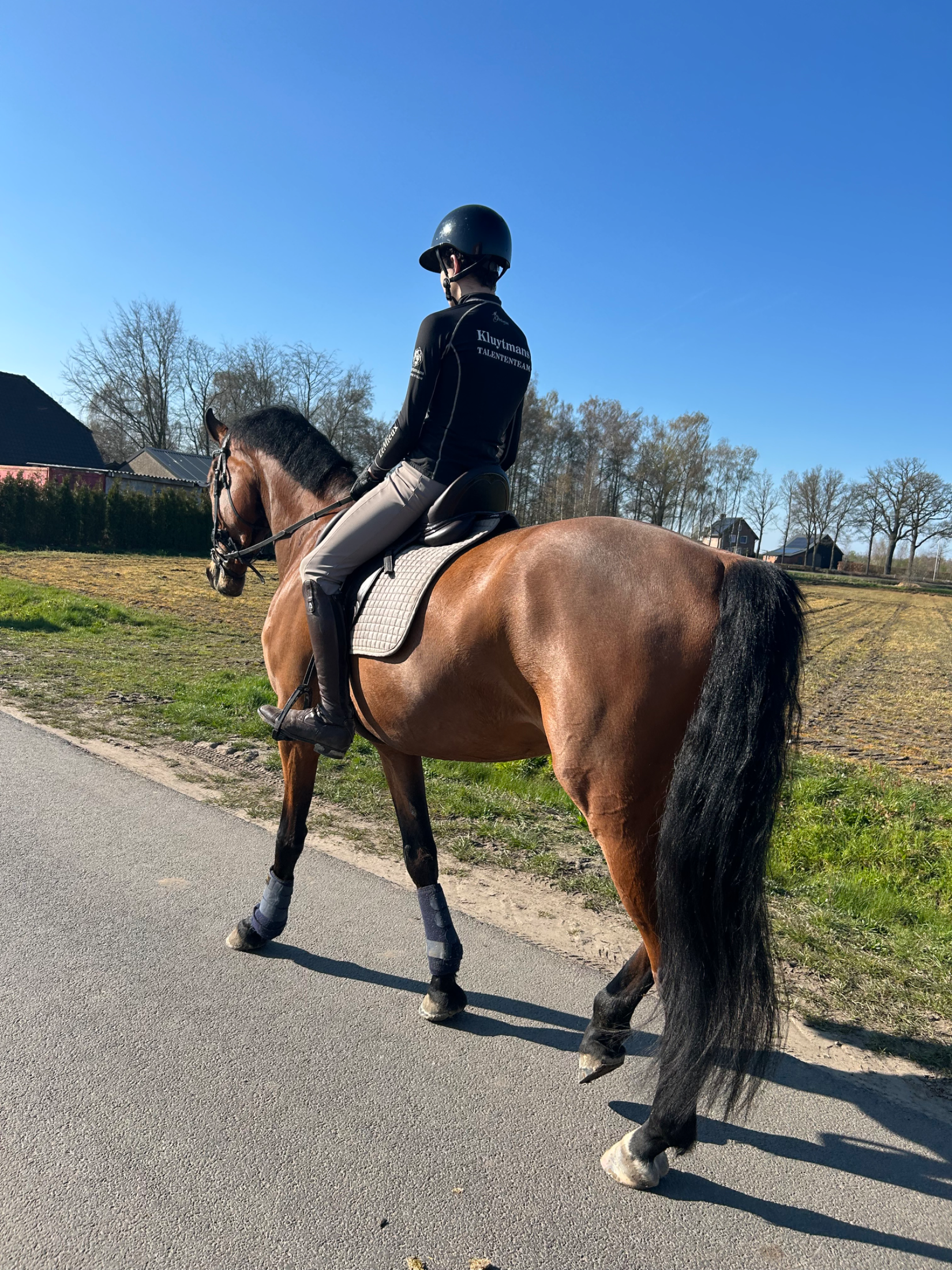 kwpn dressuurpaard ruin 5 años bruin en venta - Foto 2