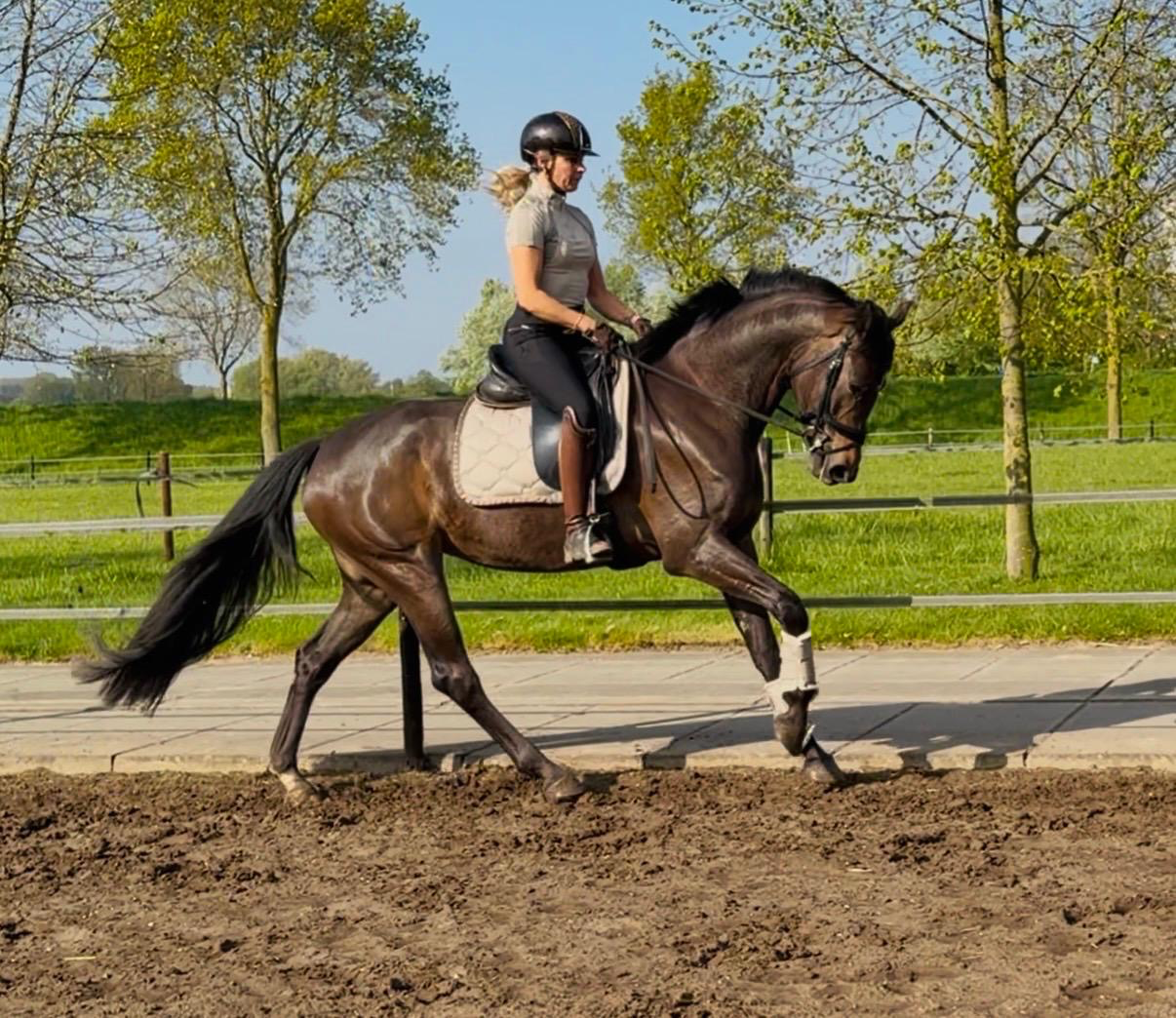 Talentueuse jument de dressage de 4 ans