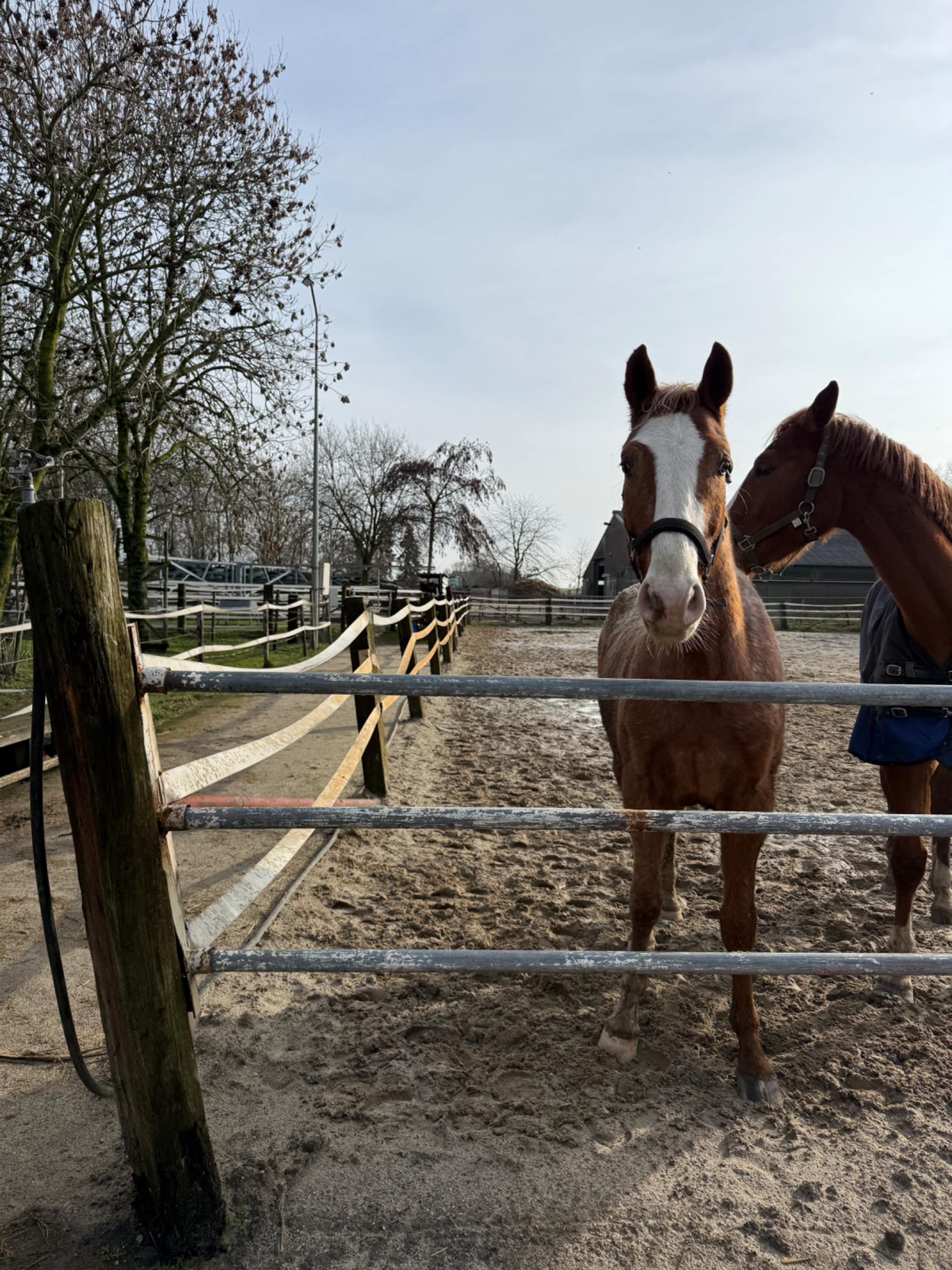 bwp recreatie-paard ruin 4 years old andere-kleur for sale - Photo 3