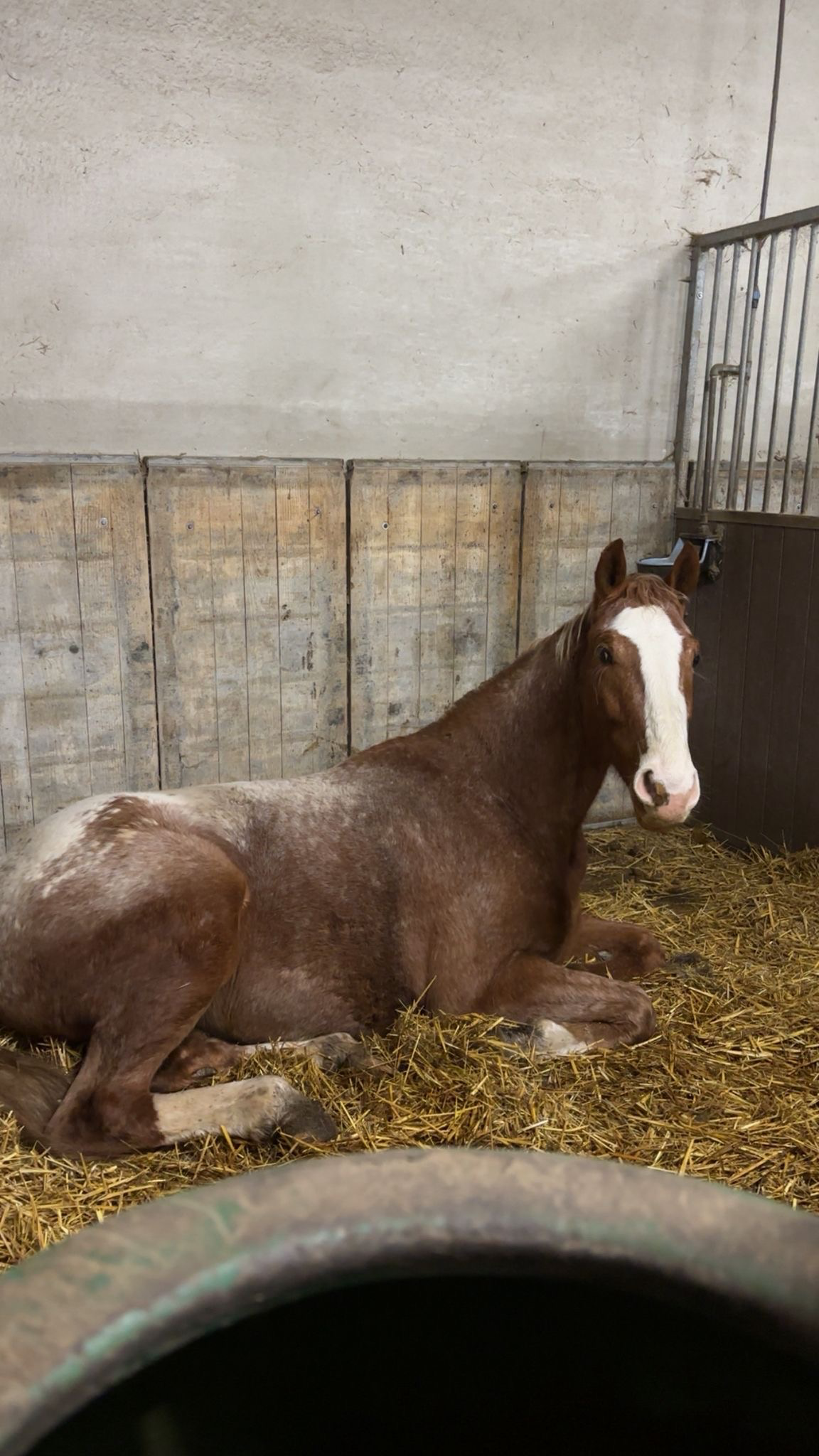 bwp recreatie-paard ruin 4 years old andere-kleur for sale - Photo 4