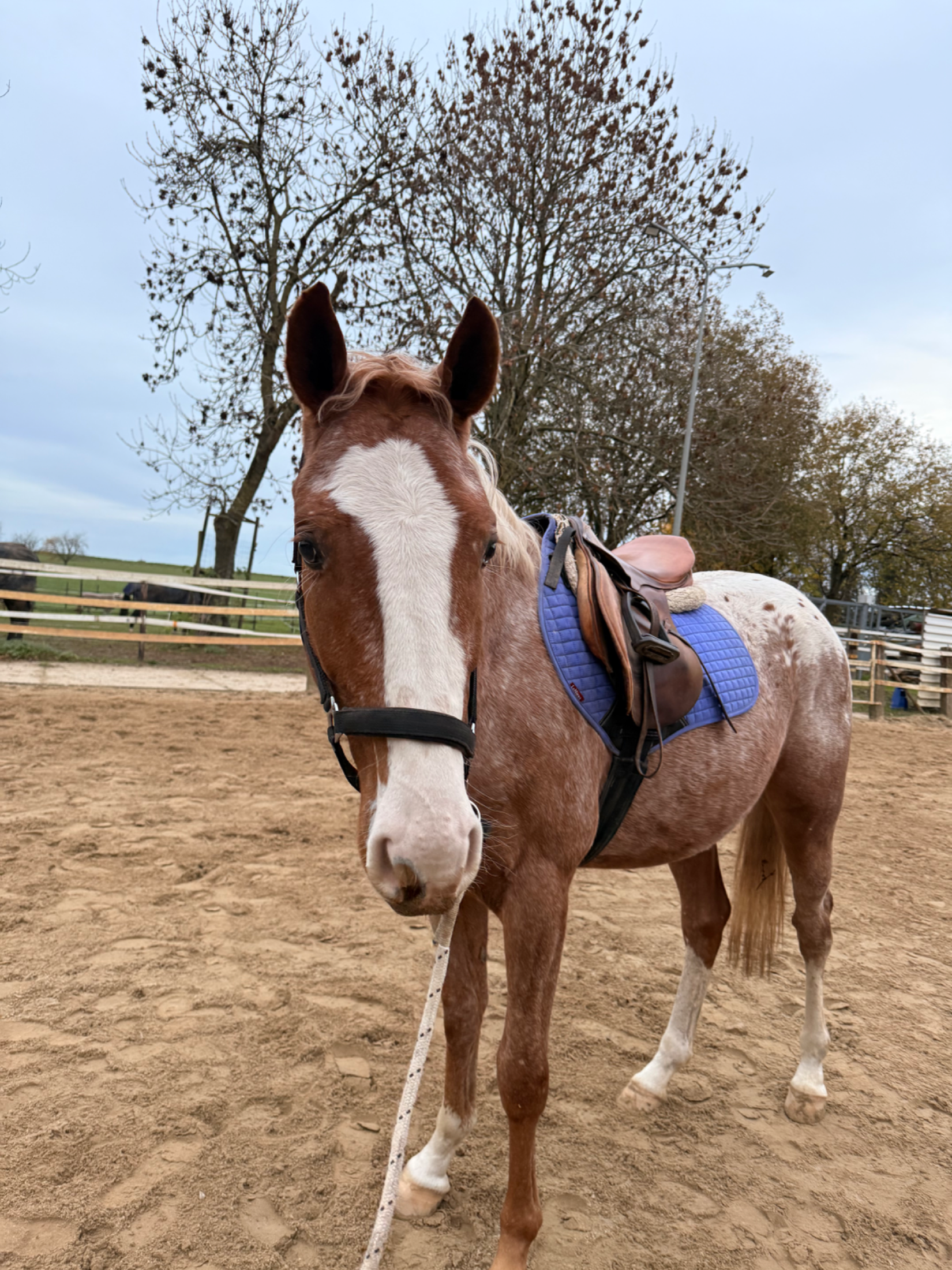 bwp recreatie-paard ruin 4 years old andere-kleur for sale - Photo 5