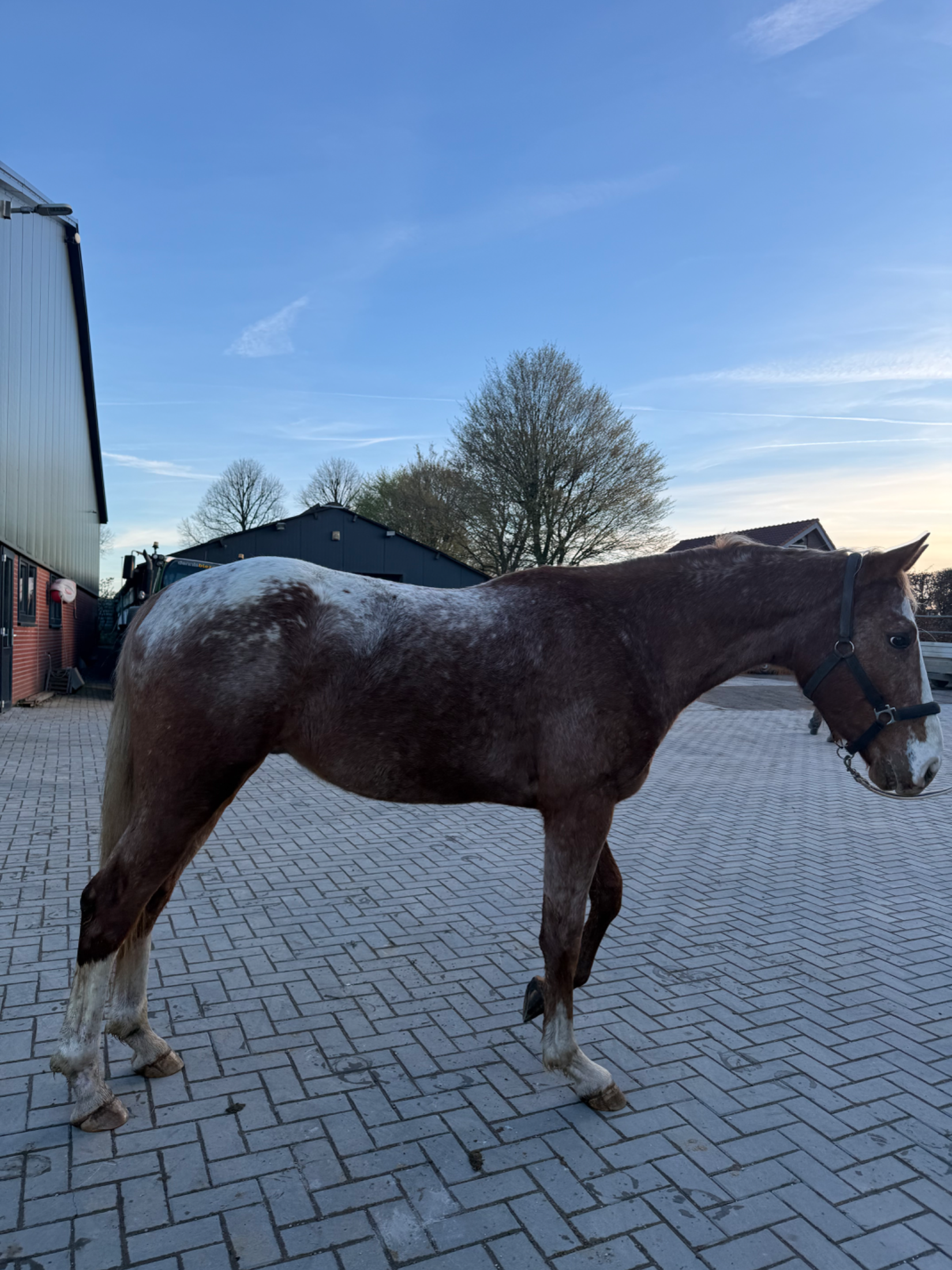 bwp recreatie-paard ruin 4 years old andere-kleur for sale - Photo 2
