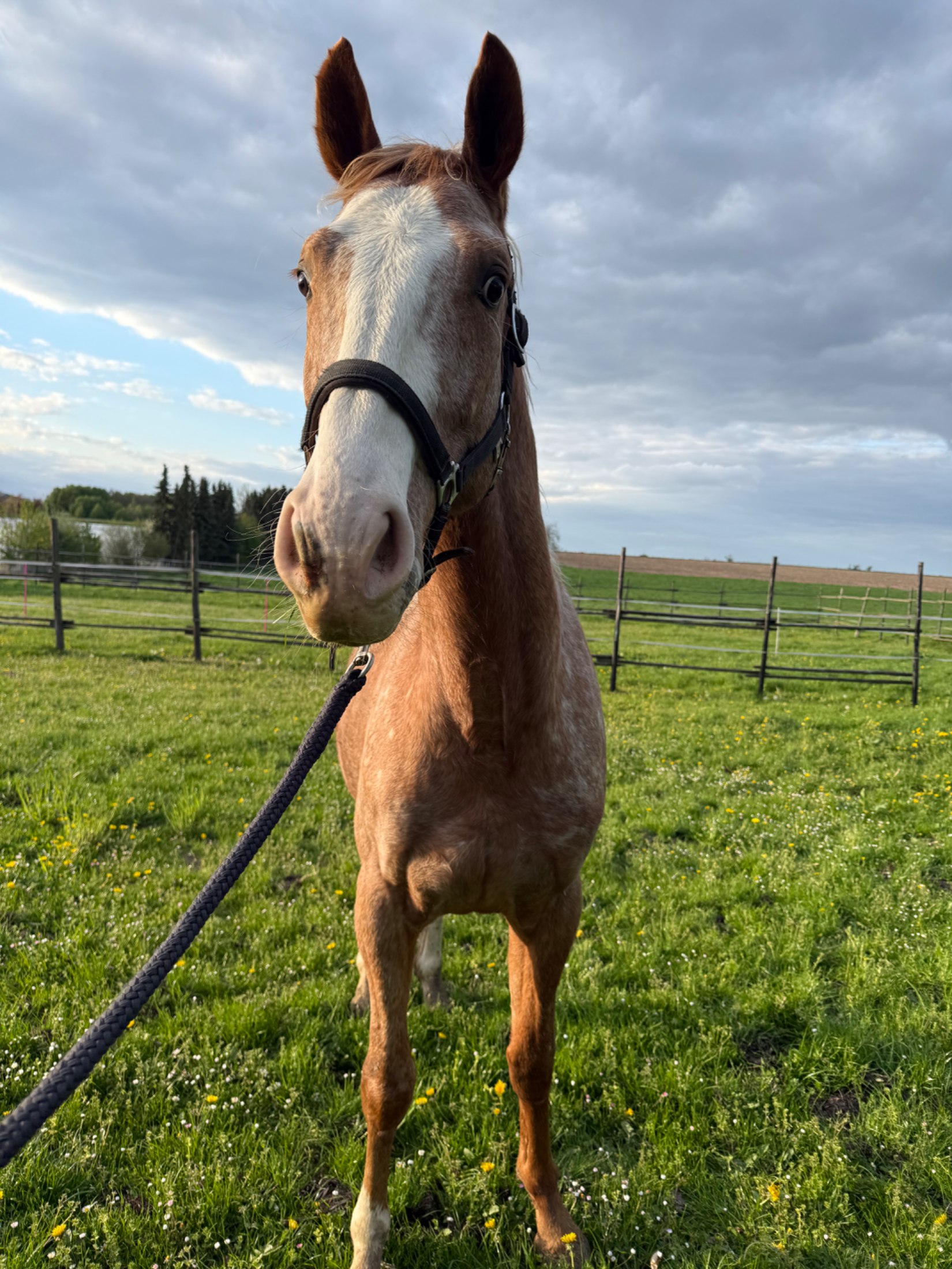 bwp recreatie-paard ruin 4 years old andere-kleur for sale - Main photo
