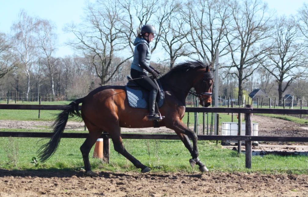 kwpn dressuurpaard merrie 4 years old bruin for sale - Photo 2