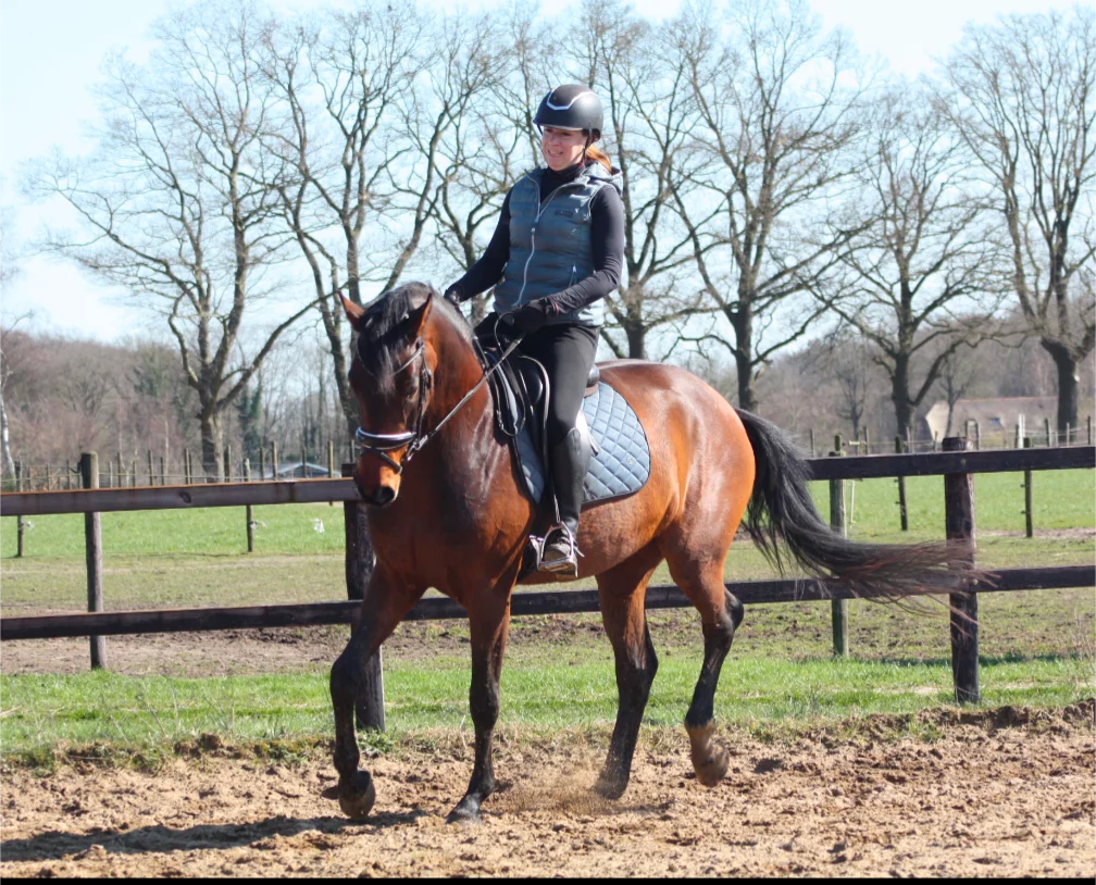 kwpn dressuurpaard merrie 4 years old bruin for sale - Photo 3
