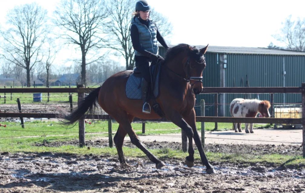 kwpn dressuurpaard merrie 4 years old bruin for sale - Photo 4