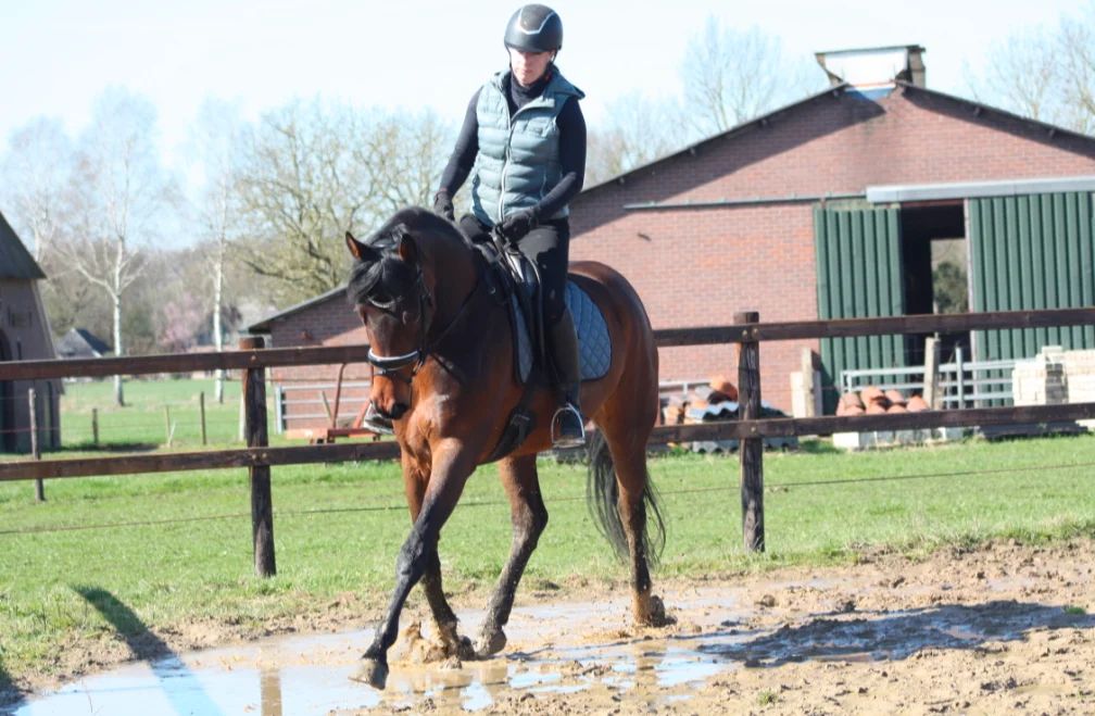 kwpn dressuurpaard merrie 4 years old bruin for sale - Photo 5