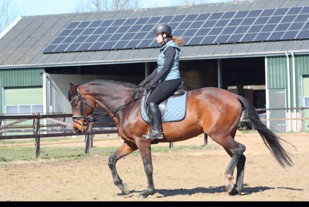 kwpn dressuurpaard merrie 4 years old bruin for sale - Photo 6
