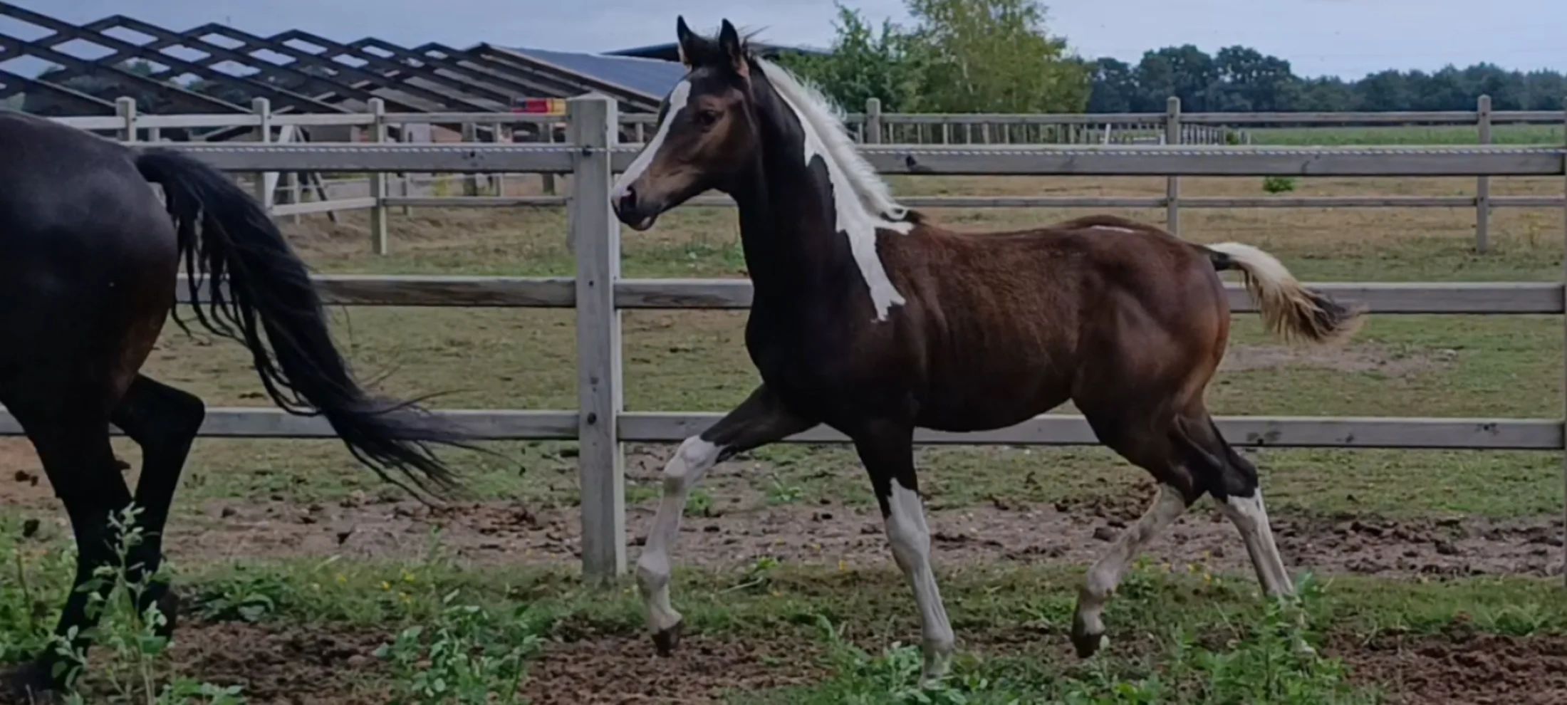kwpn dressuurpaard hengst 1 years old andere-kleur for sale - Photo 3