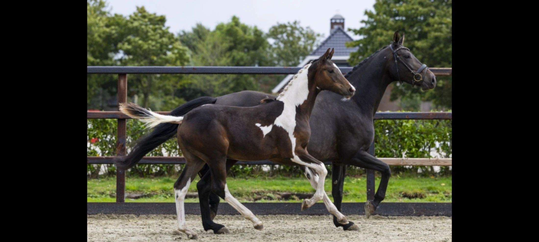 Pinto stallion 1 year. Zuperhero x Gribaldi.