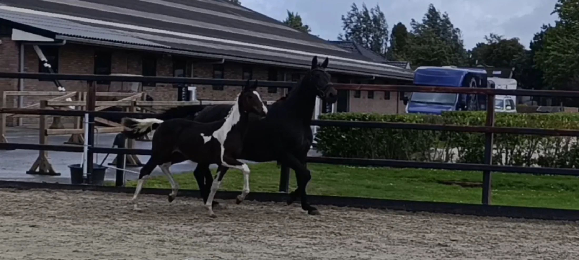 kwpn dressuurpaard hengst 1 years old andere-kleur for sale - Photo 2