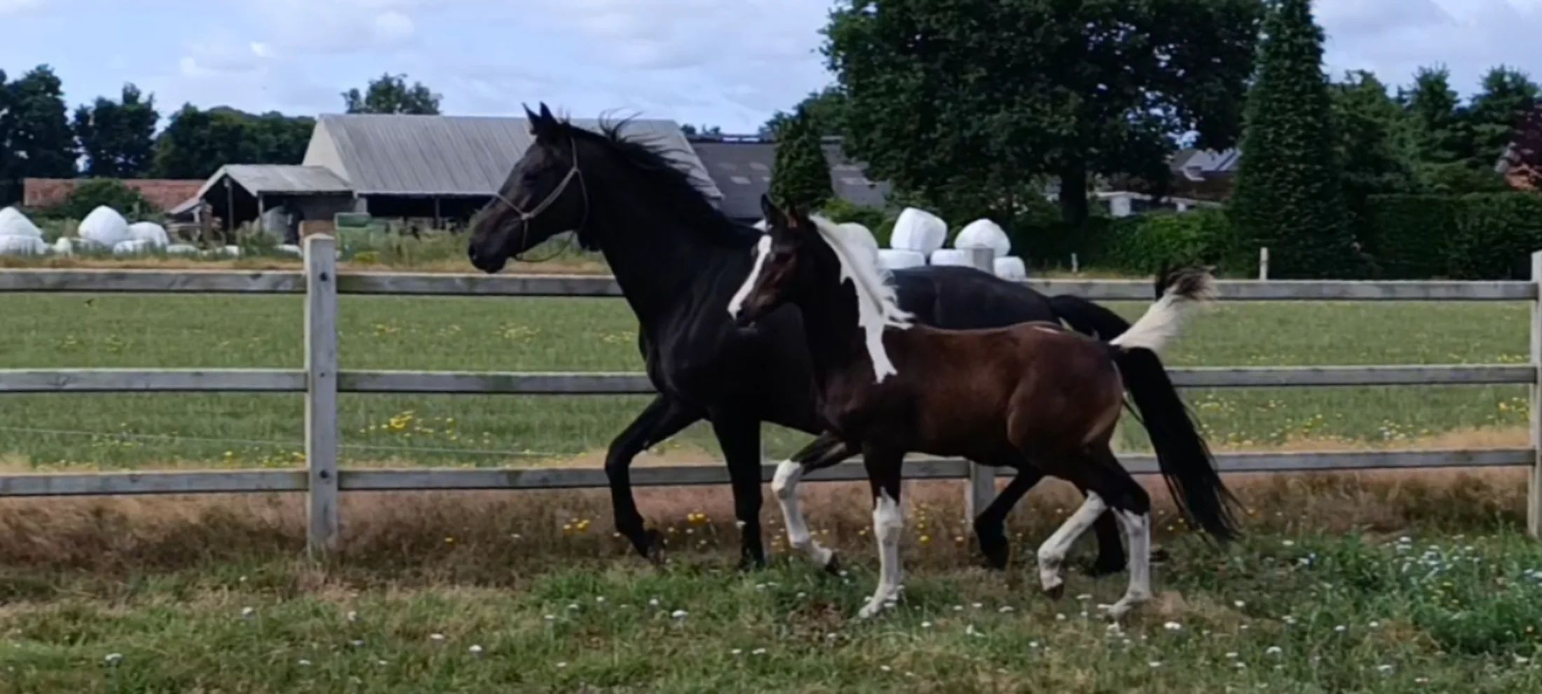 kwpn dressuurpaard hengst 1 years old andere-kleur for sale - Photo 5
