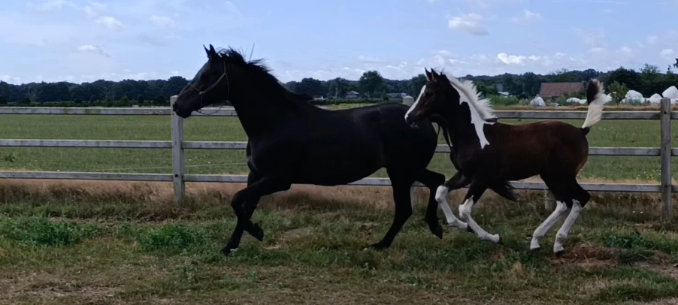 kwpn dressuurpaard hengst 1 years old andere-kleur for sale - Photo 6