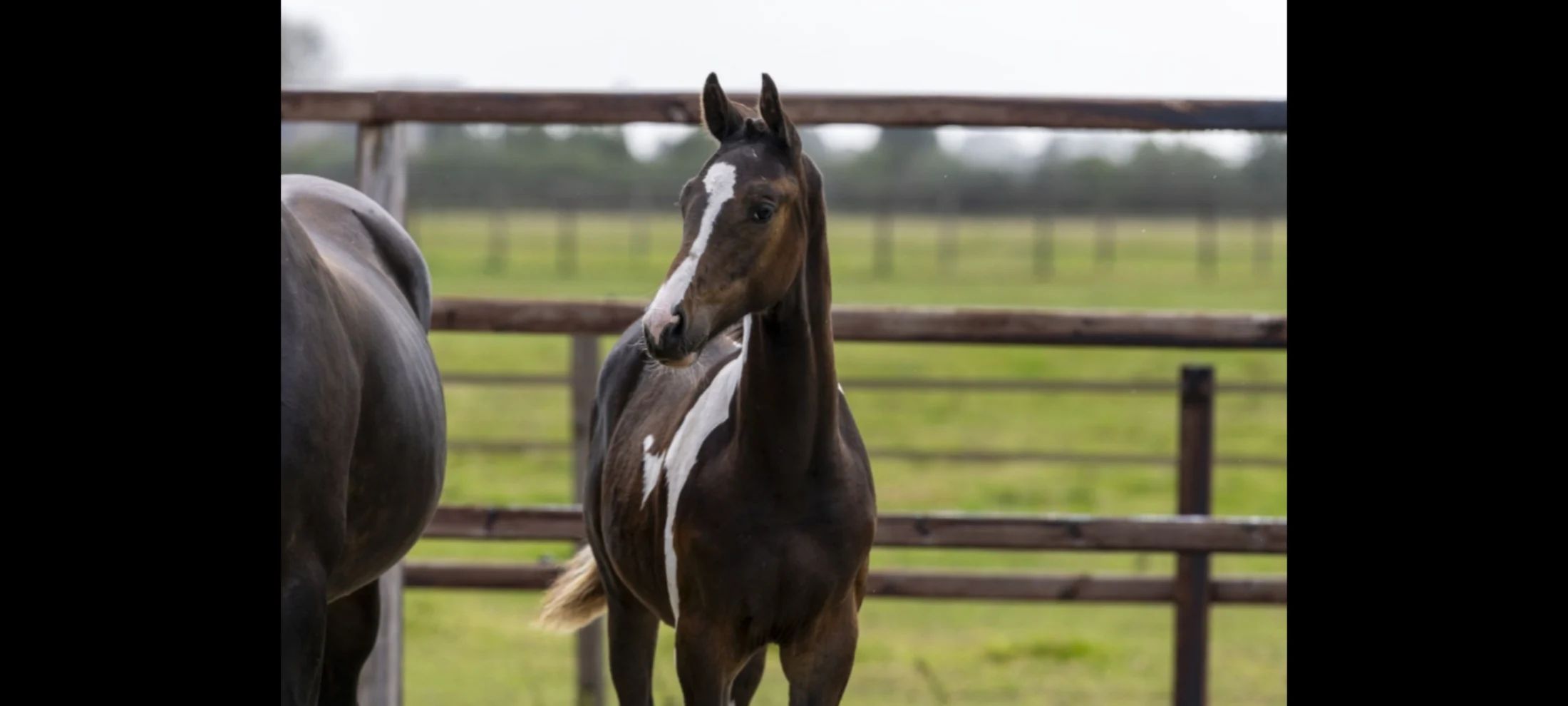 kwpn dressuurpaard hengst 1 years old andere-kleur for sale - Photo 4