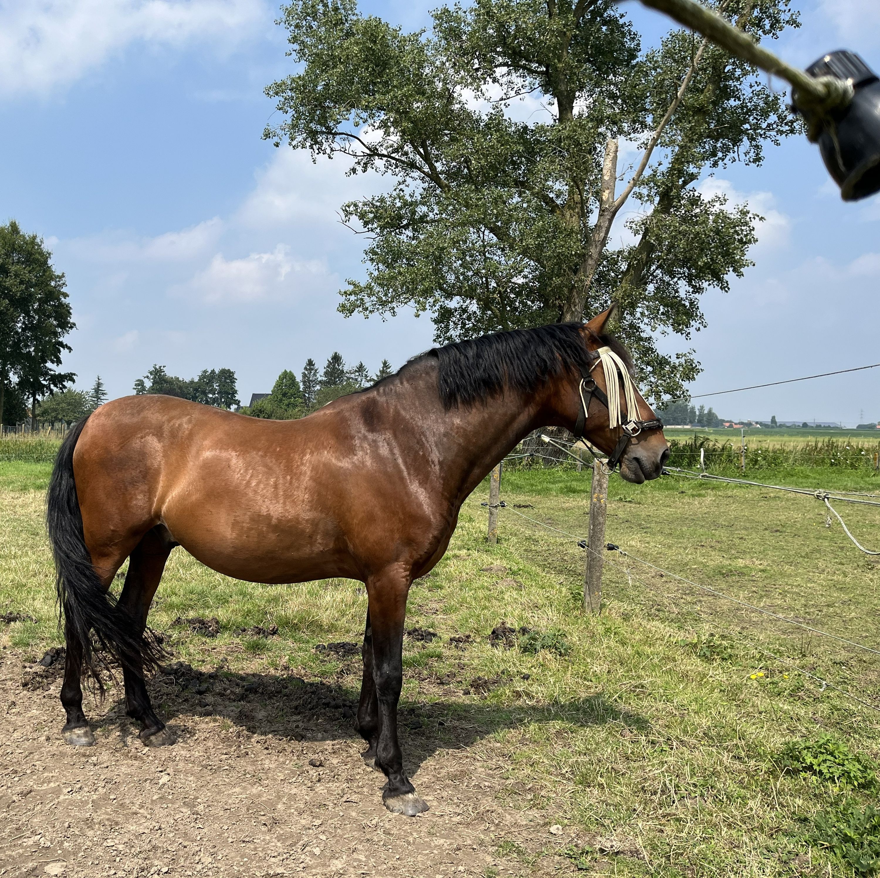 pre dressuurpaard ruin 9 years old bruin for sale - Photo 4