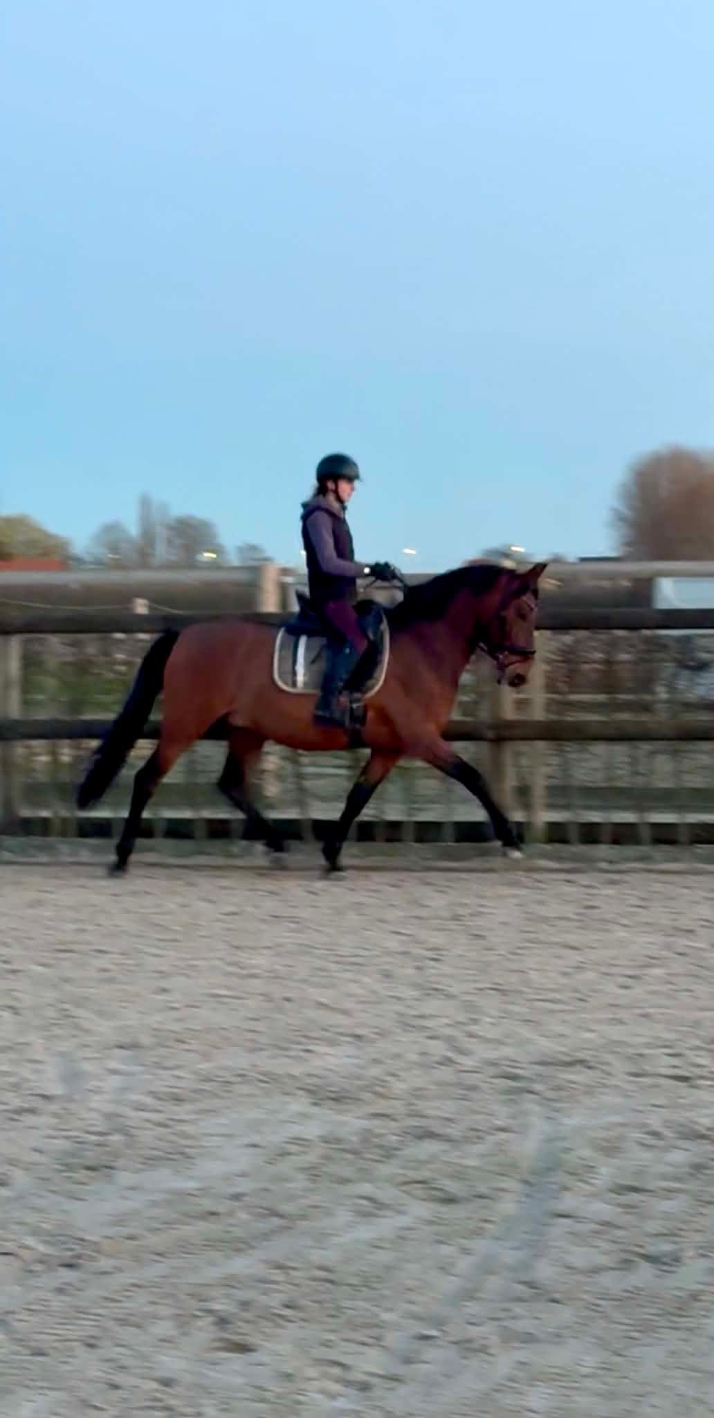 pre dressuurpaard ruin 9 years old bruin for sale - Photo 2