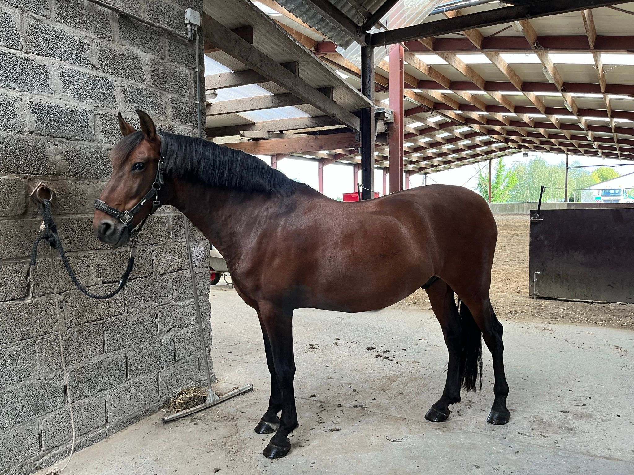 pre dressuurpaard ruin 9 years old bruin for sale - Photo 5
