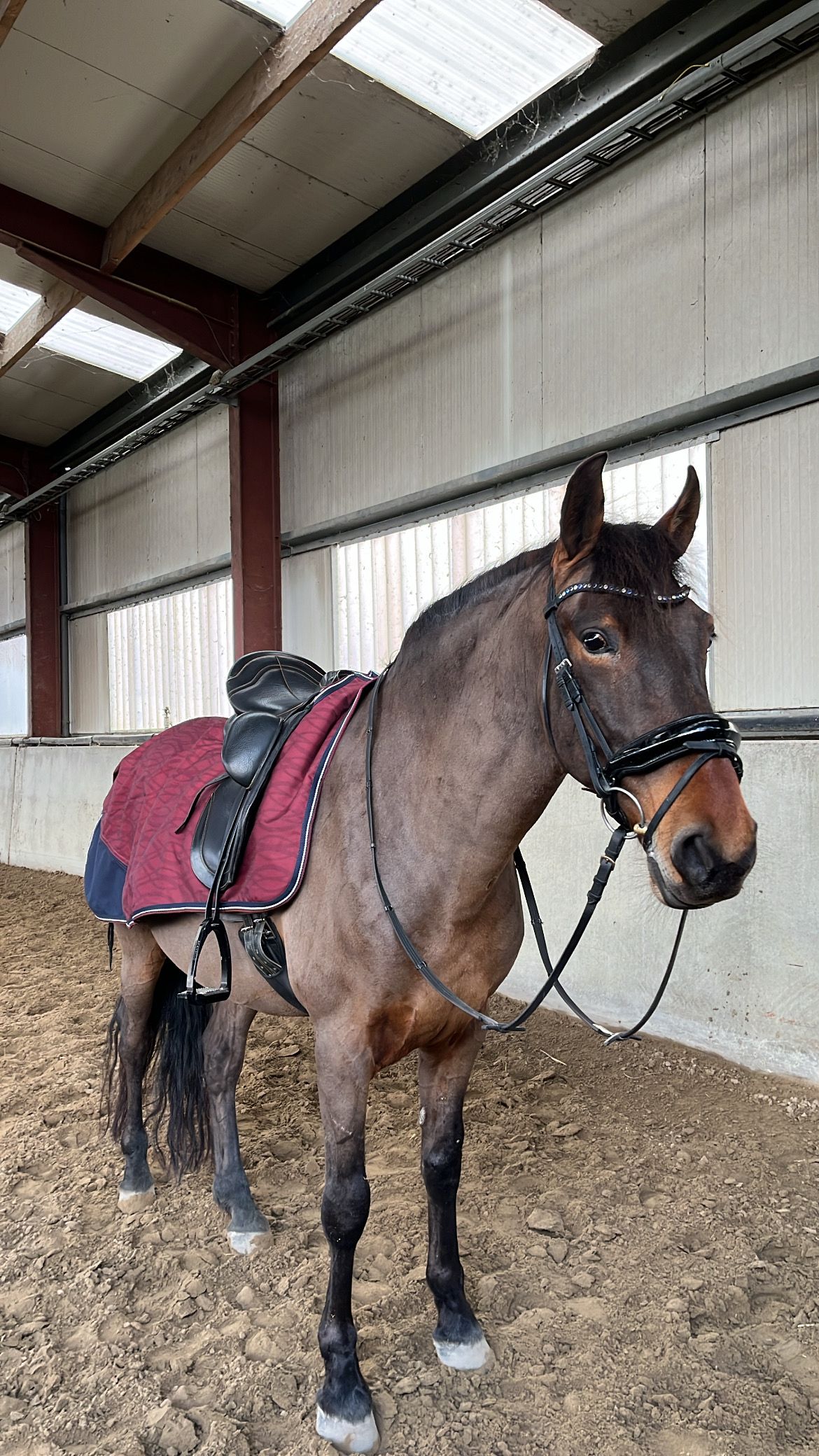 pre dressuurpaard ruin 9 years old bruin for sale - Photo 3