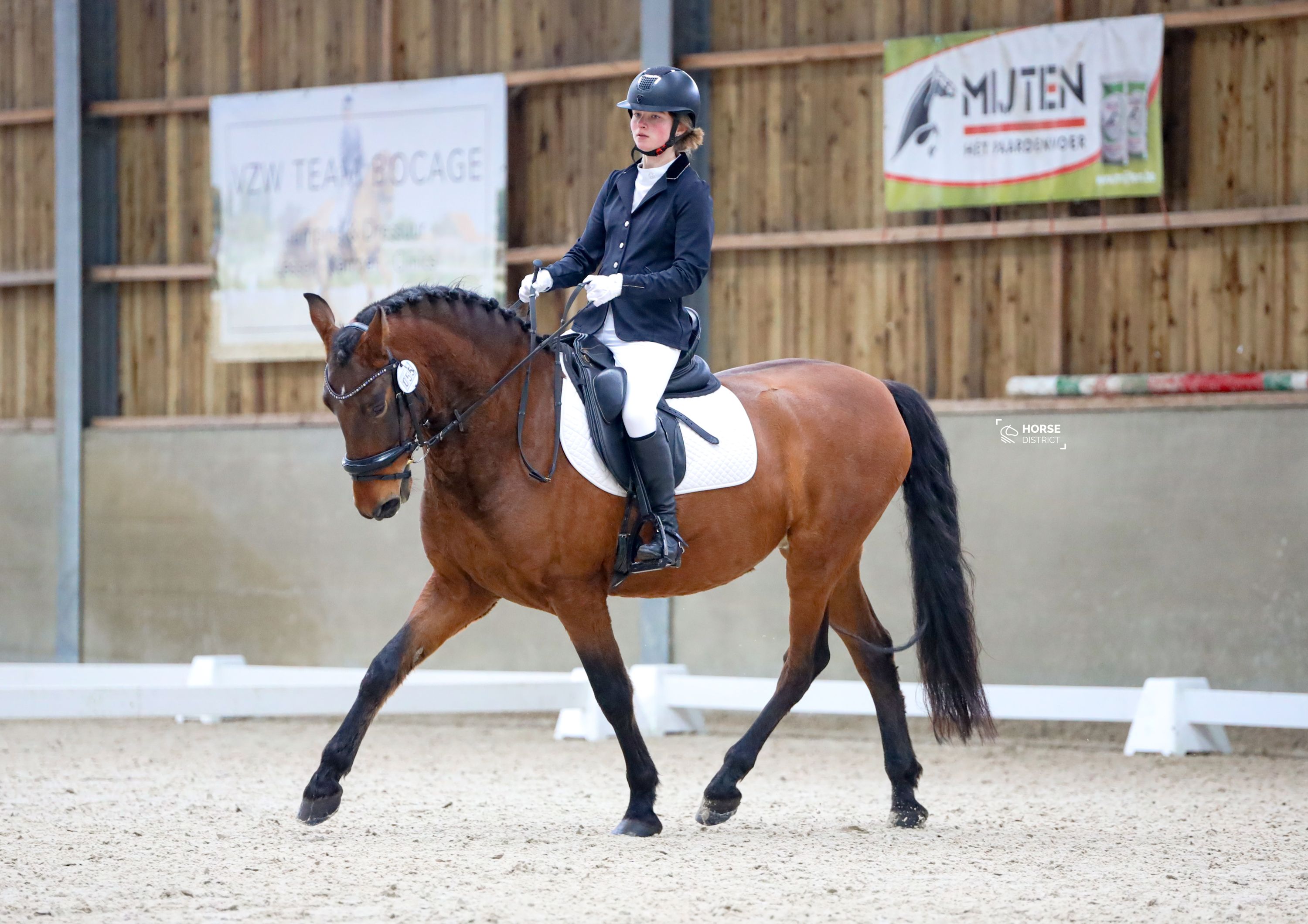 pre dressuurpaard ruin 9 years old bruin for sale - Photo 6