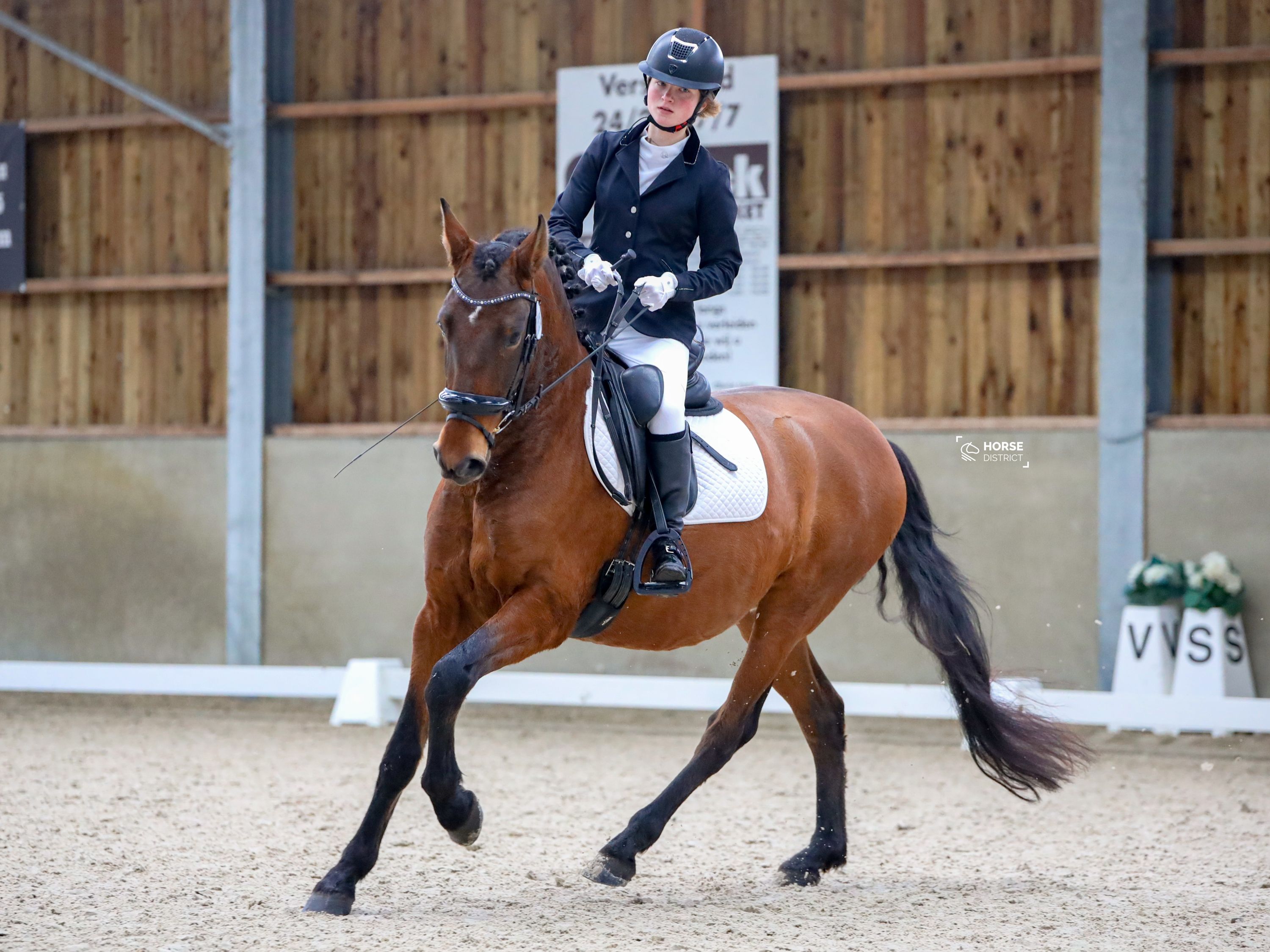 À VENDA: Cavalo PRE castrado de 9 anos