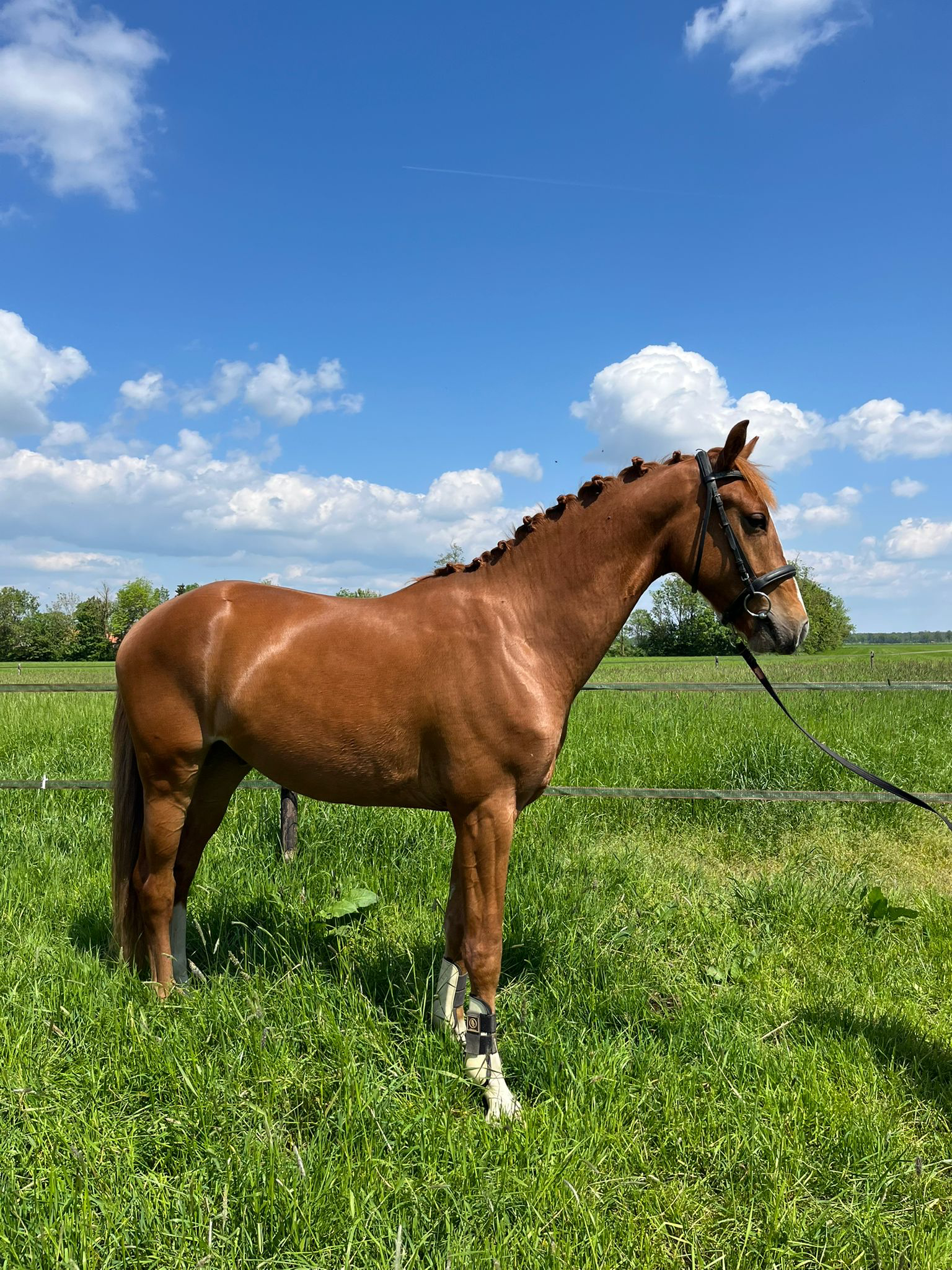 kwpn dressuurpaard ruin 3 years old vos for sale - Photo 2