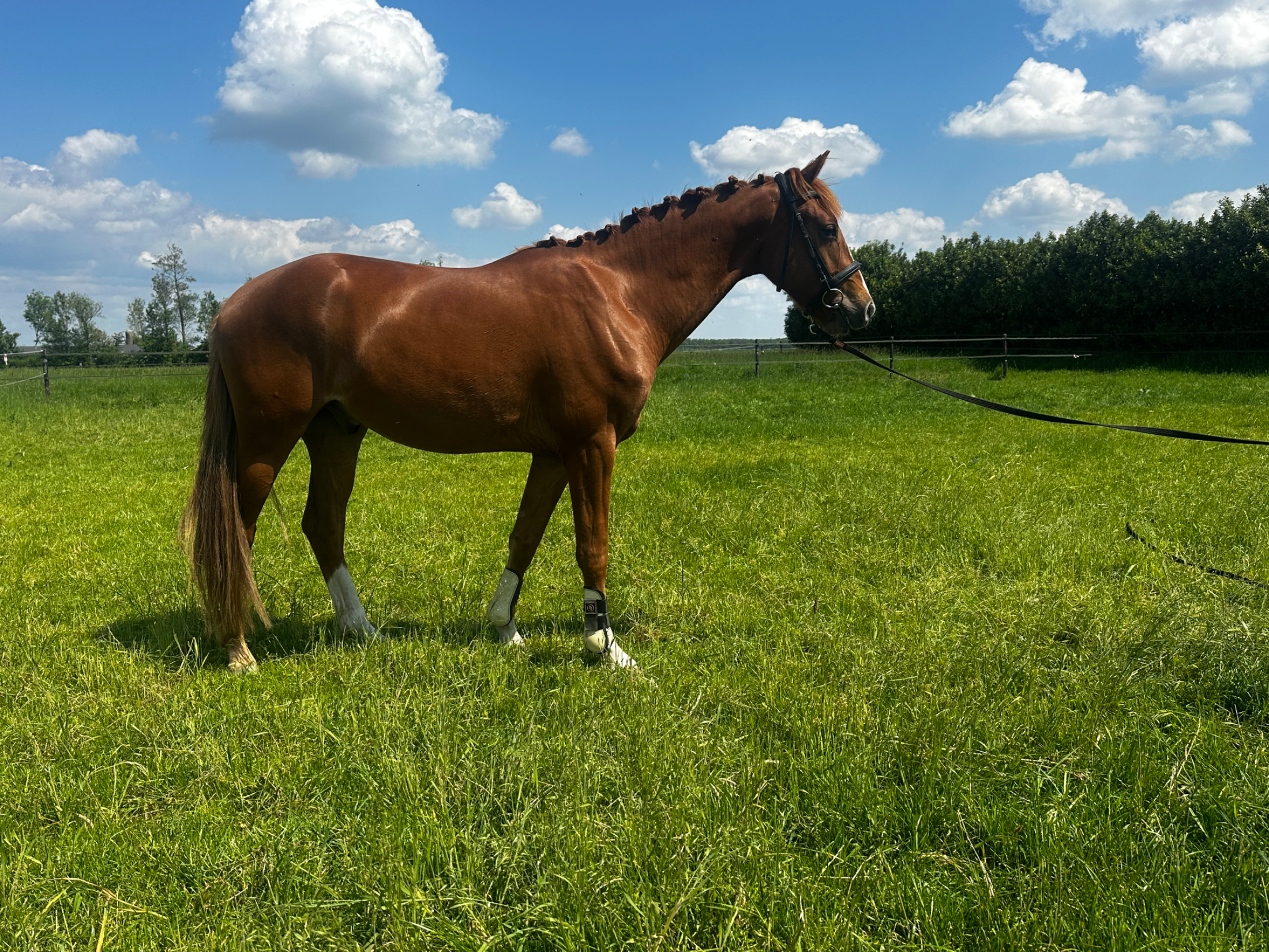 kwpn dressuurpaard ruin 3 years old vos for sale - Photo 3