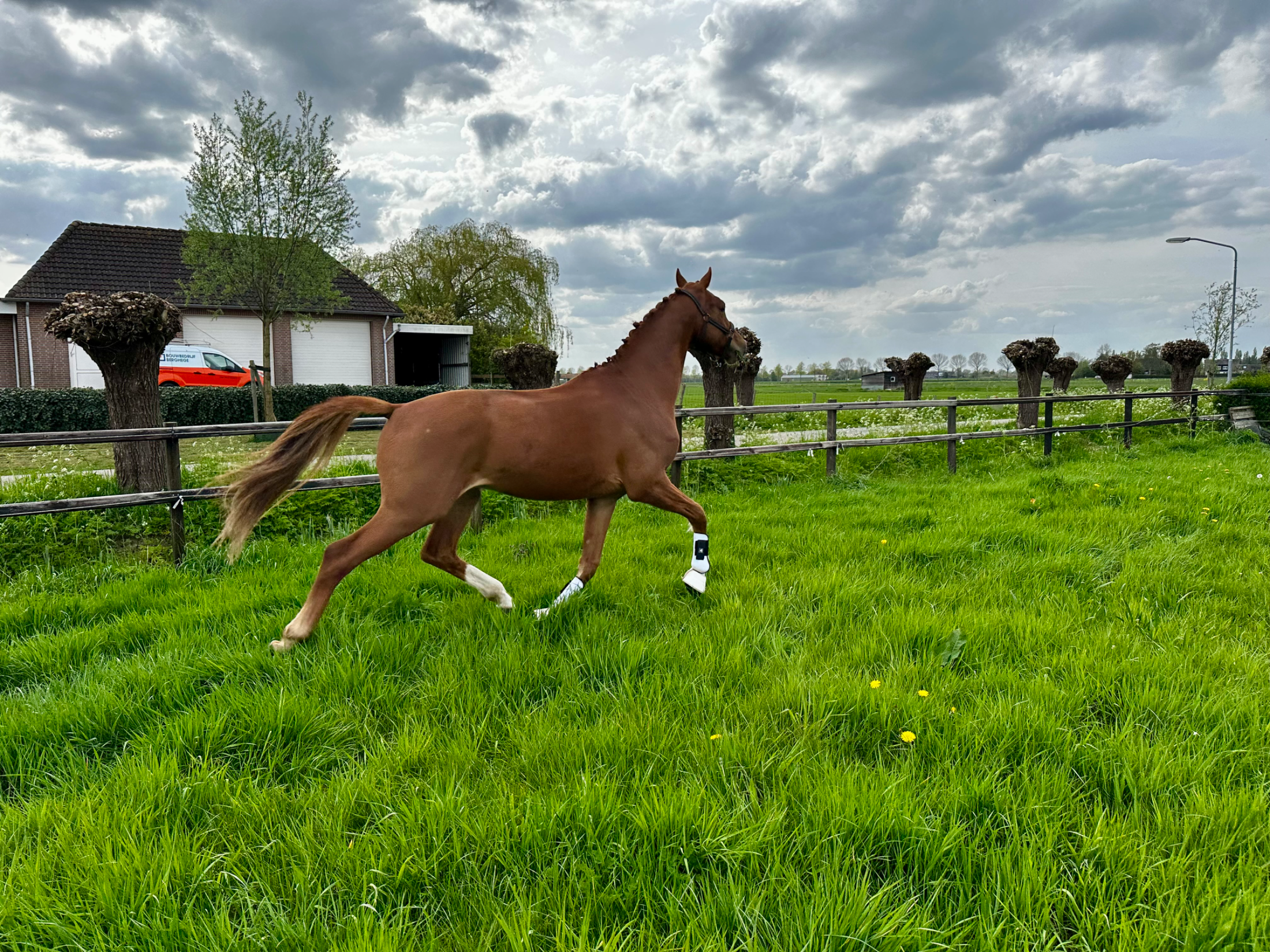 kwpn dressuurpaard ruin 3 years old vos for sale - Photo 5