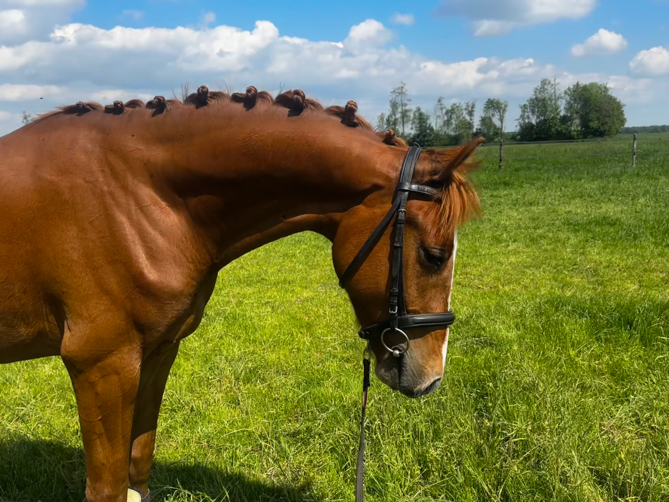 kwpn dressuurpaard ruin 3 years old vos for sale - Photo 4