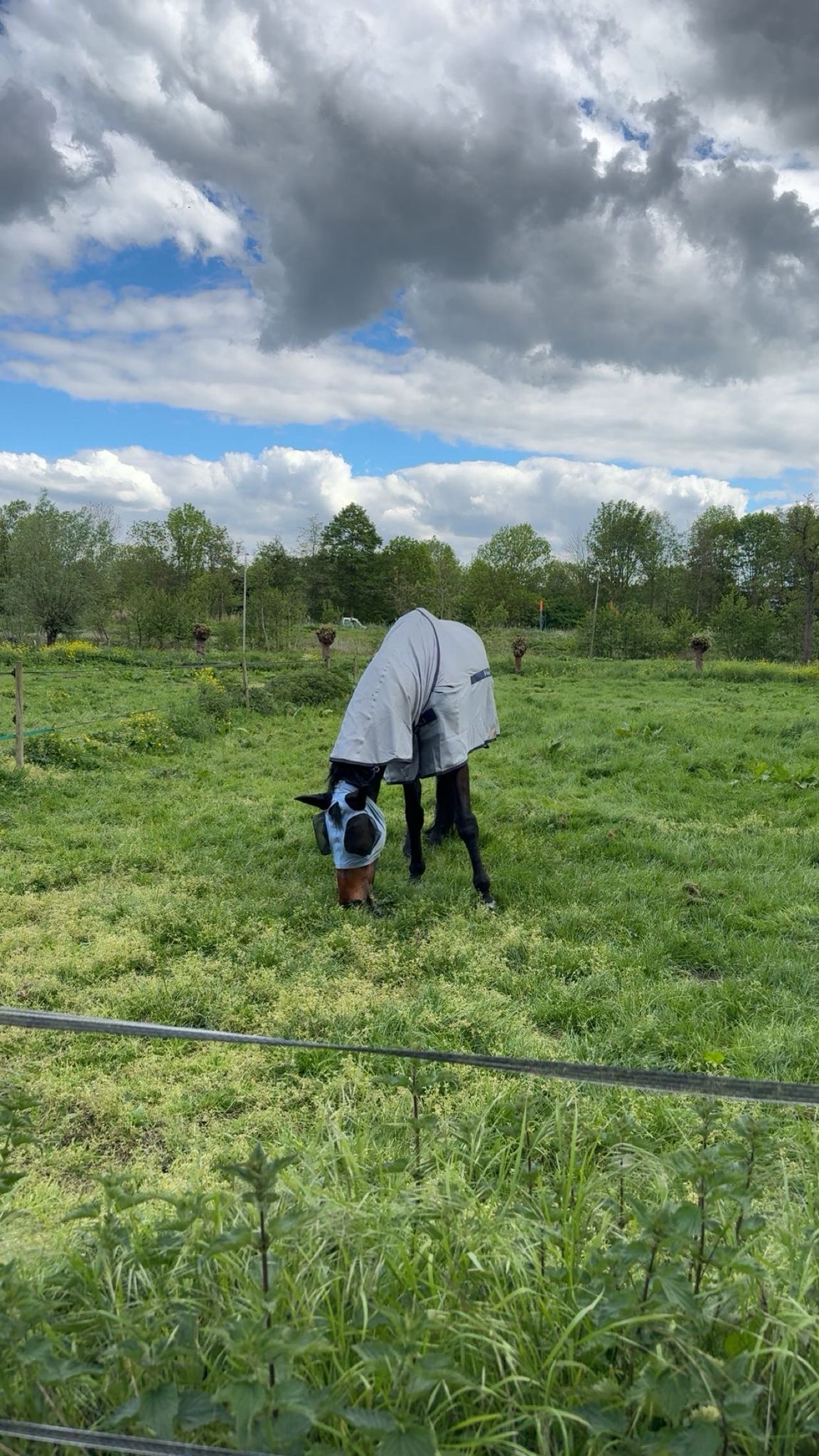 kwpn dressuurpaard ruin 14 years old donkerbruin for sale - Photo 6