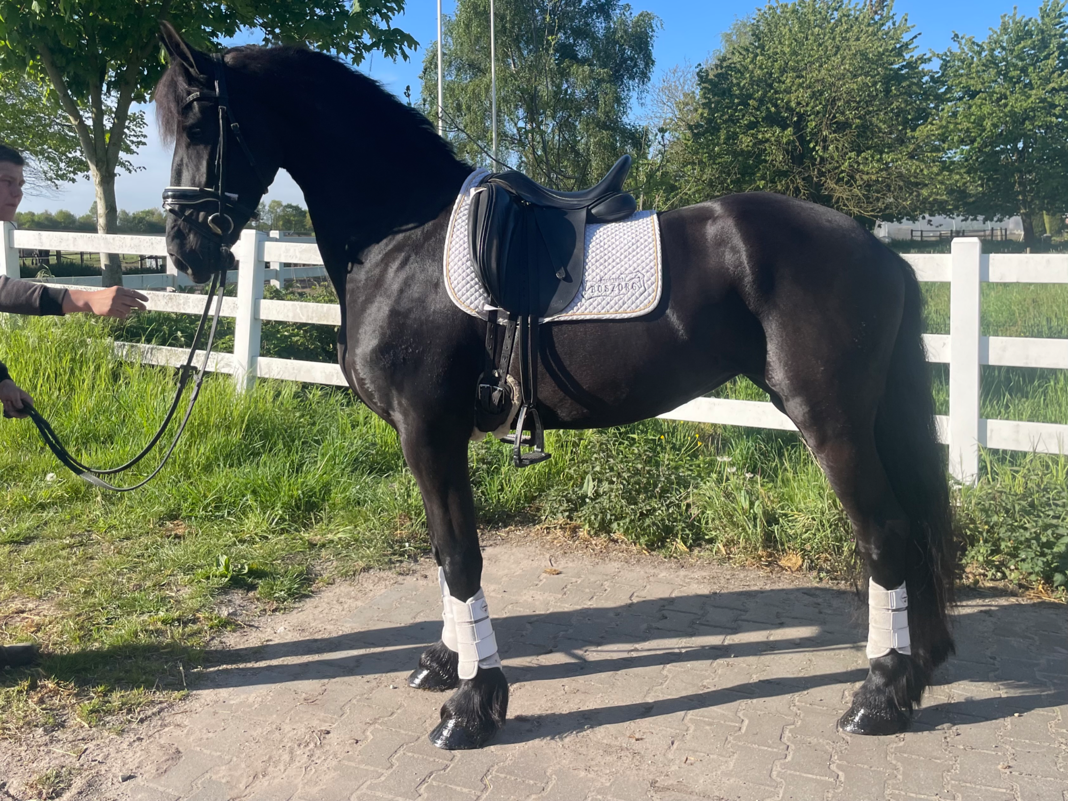dressuurpaard merrie 4 ans zwart à vendre - Photo 2