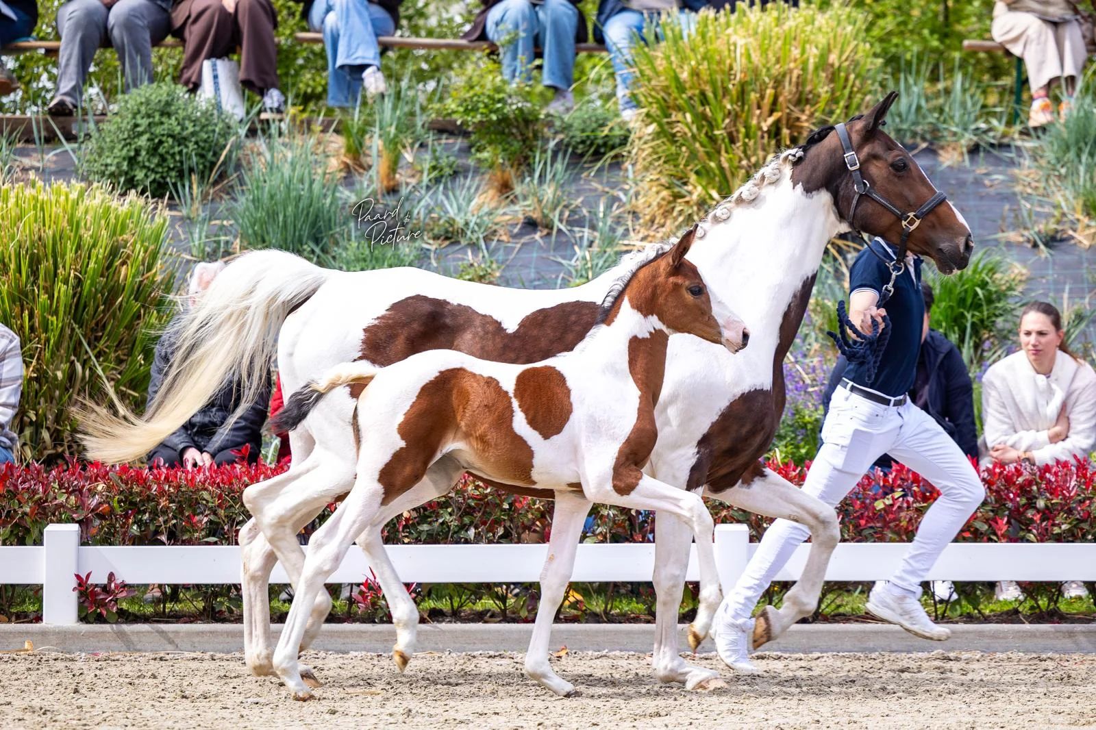 kwpn dressuurpaard merrie andere-kleur for sale - Main photo