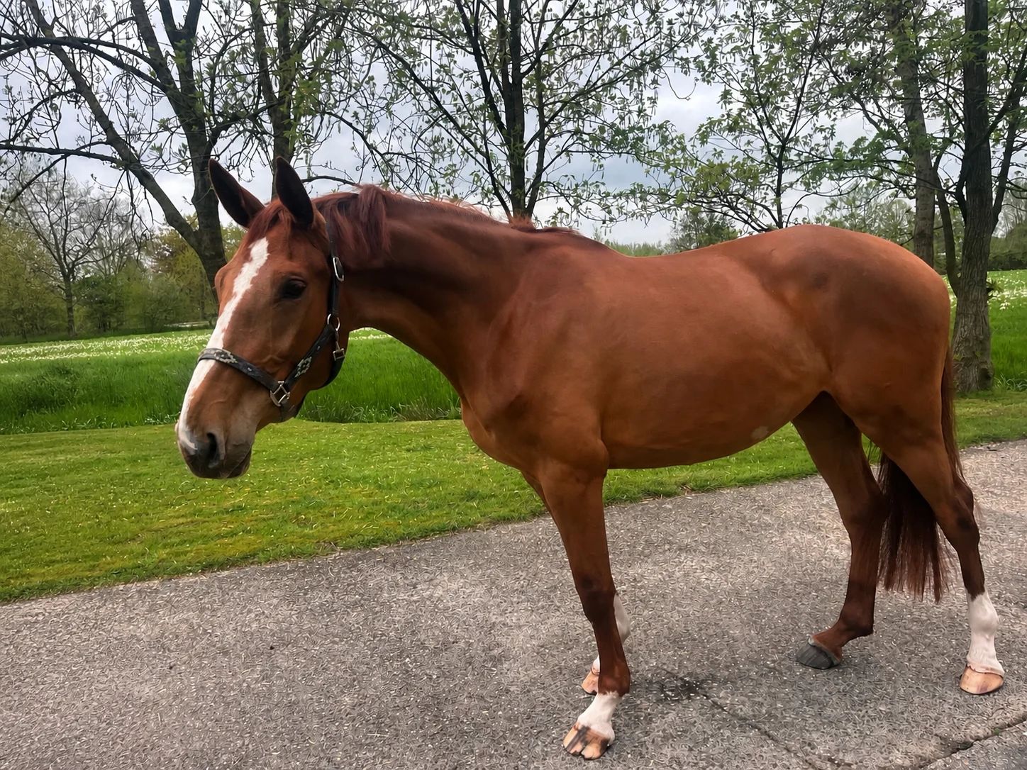 zangersheide fokmerrie merrie 4 years old vos for sale - Main photo