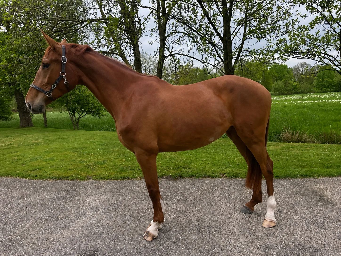 zangersheide fokmerrie merrie 4 years old vos for sale - Photo 3