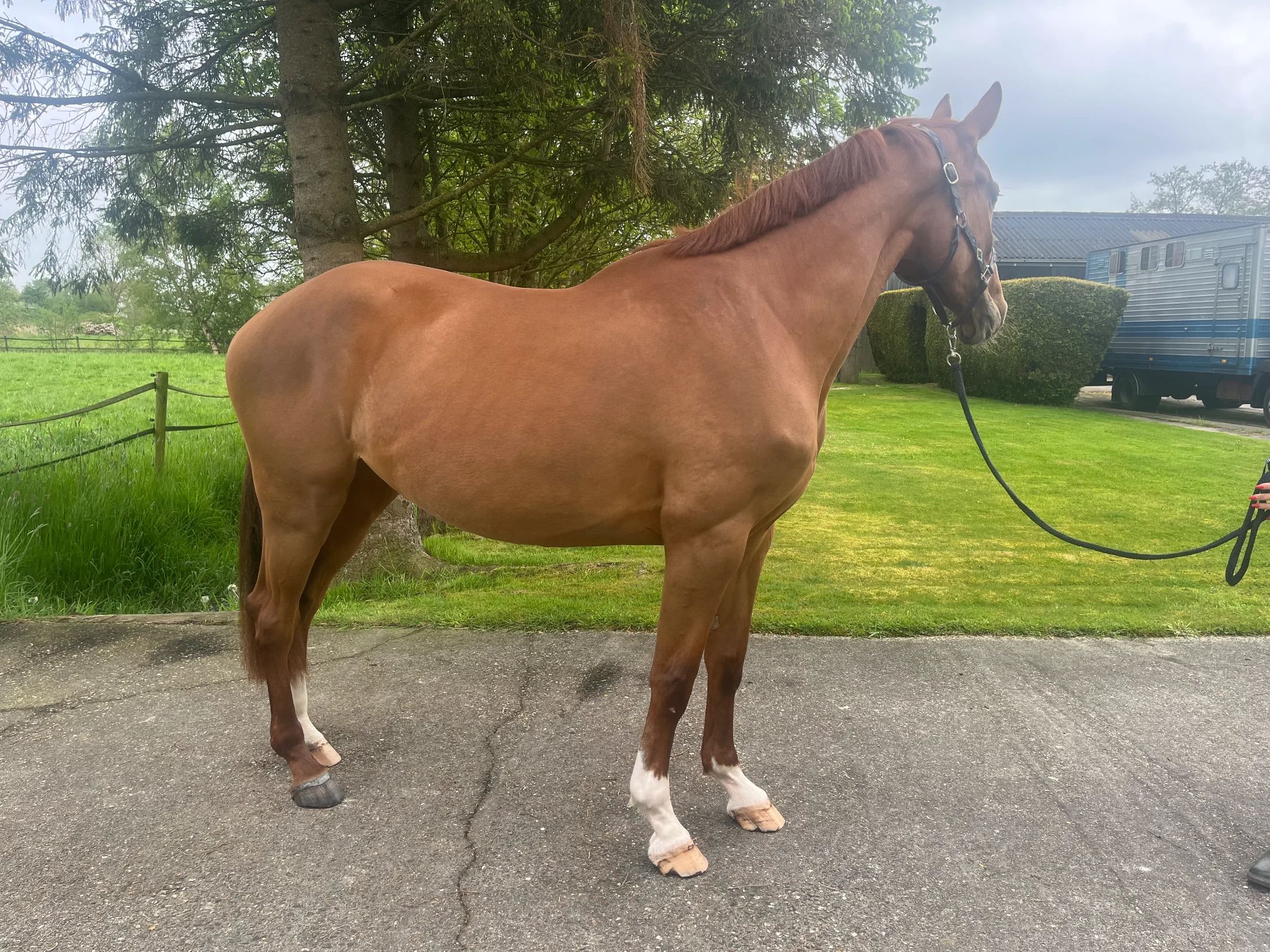 zangersheide fokmerrie merrie 4 years old vos for sale - Photo 4