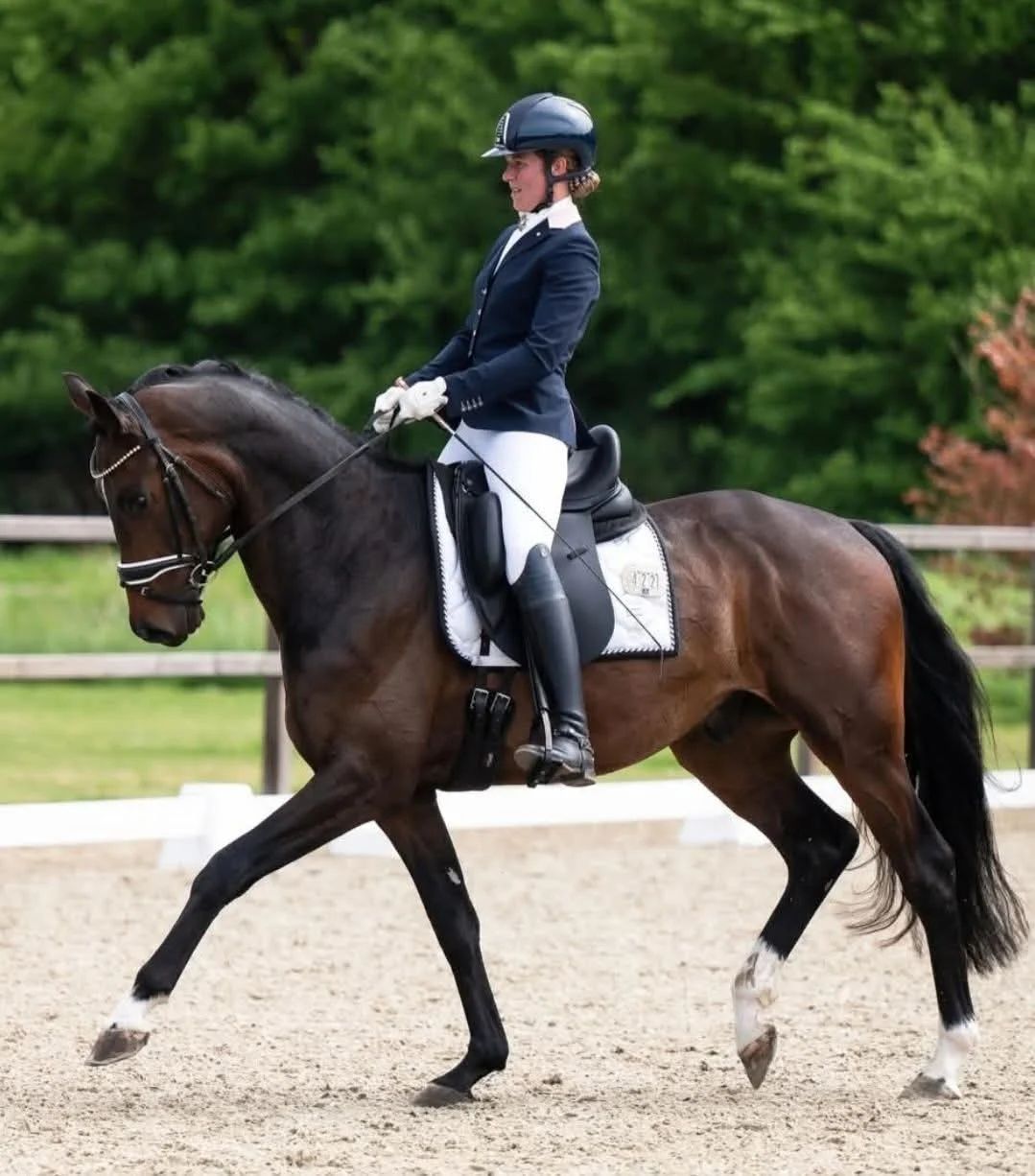 kwpn dressuurpaard ruin 5 years old donkerbruin for sale - Main photo