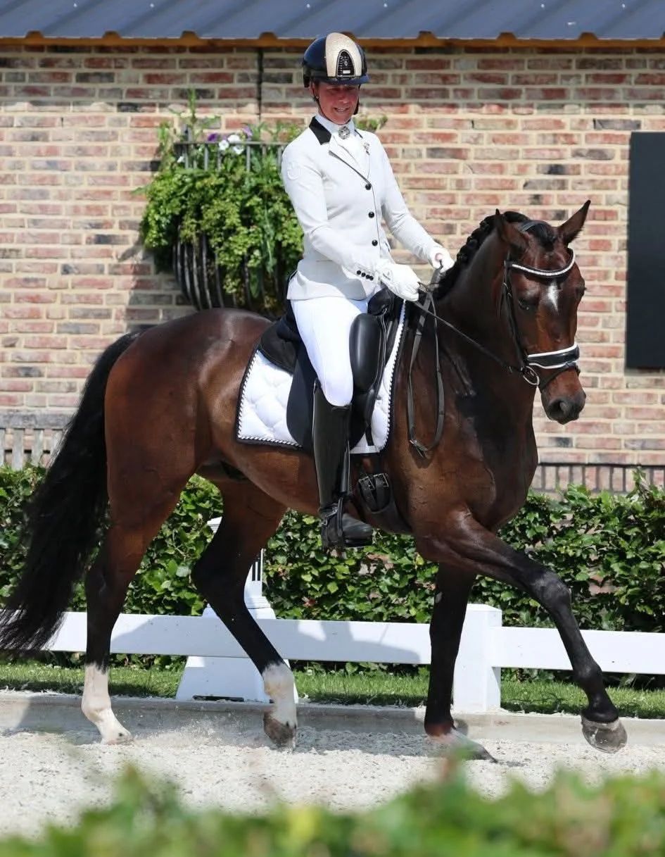 kwpn dressuurpaard ruin 5 years old donkerbruin for sale - Photo 2